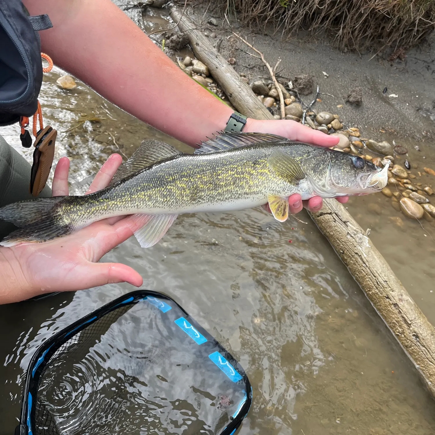 Walleye caught on Fishbrain