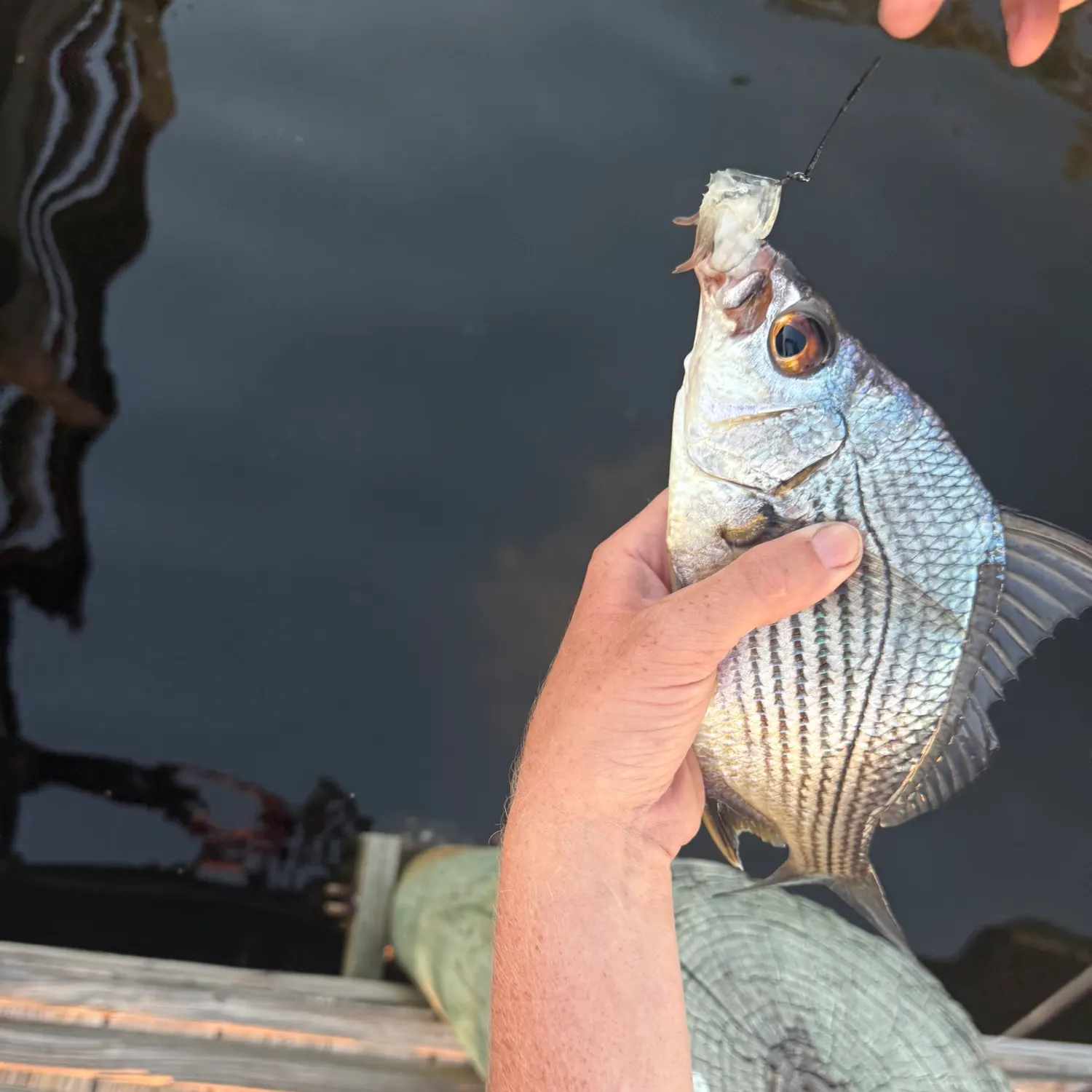 The most recent Striped mojarra catches on Fishbrain