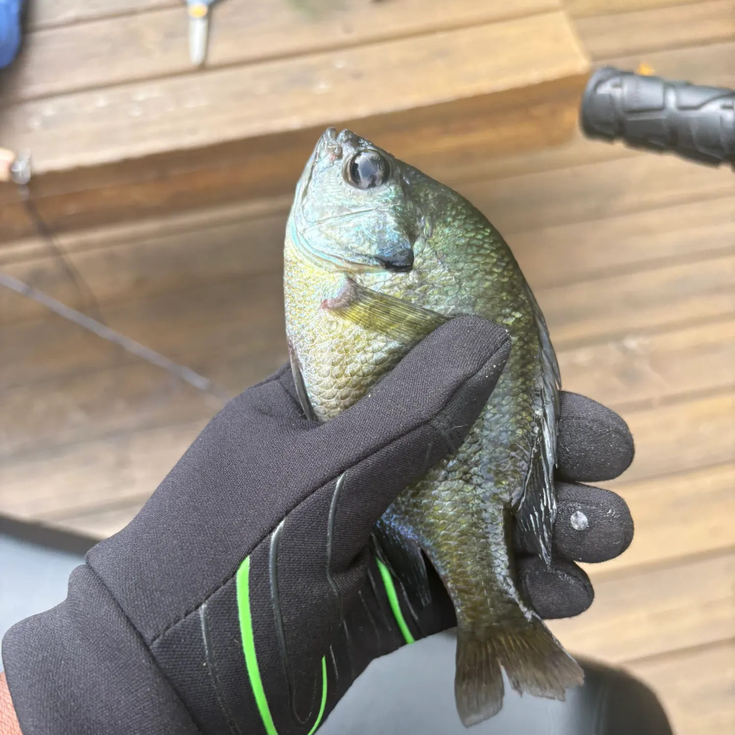 Bluegill caught on Fishbrain