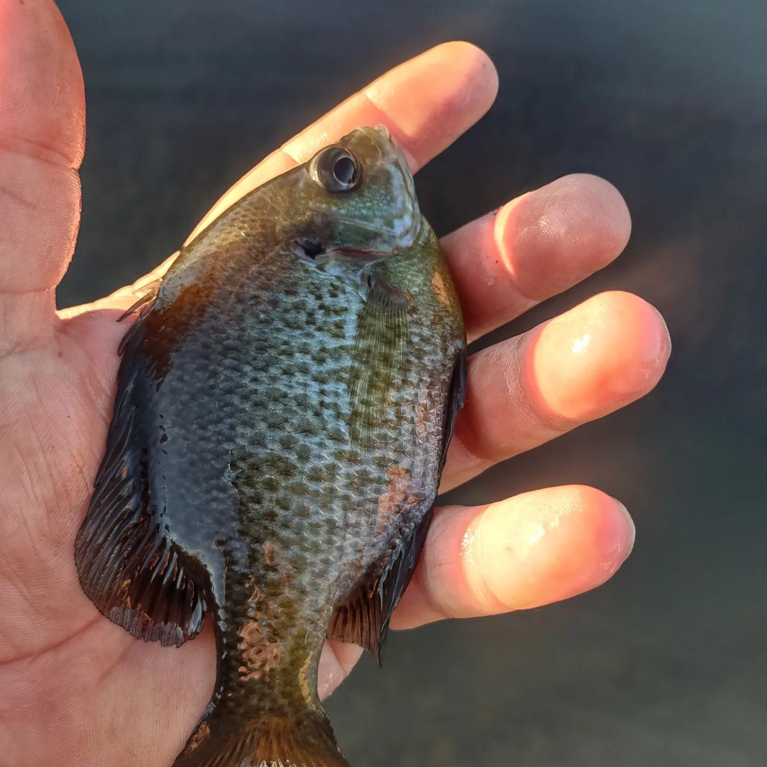 Bluegill caught on Fishbrain