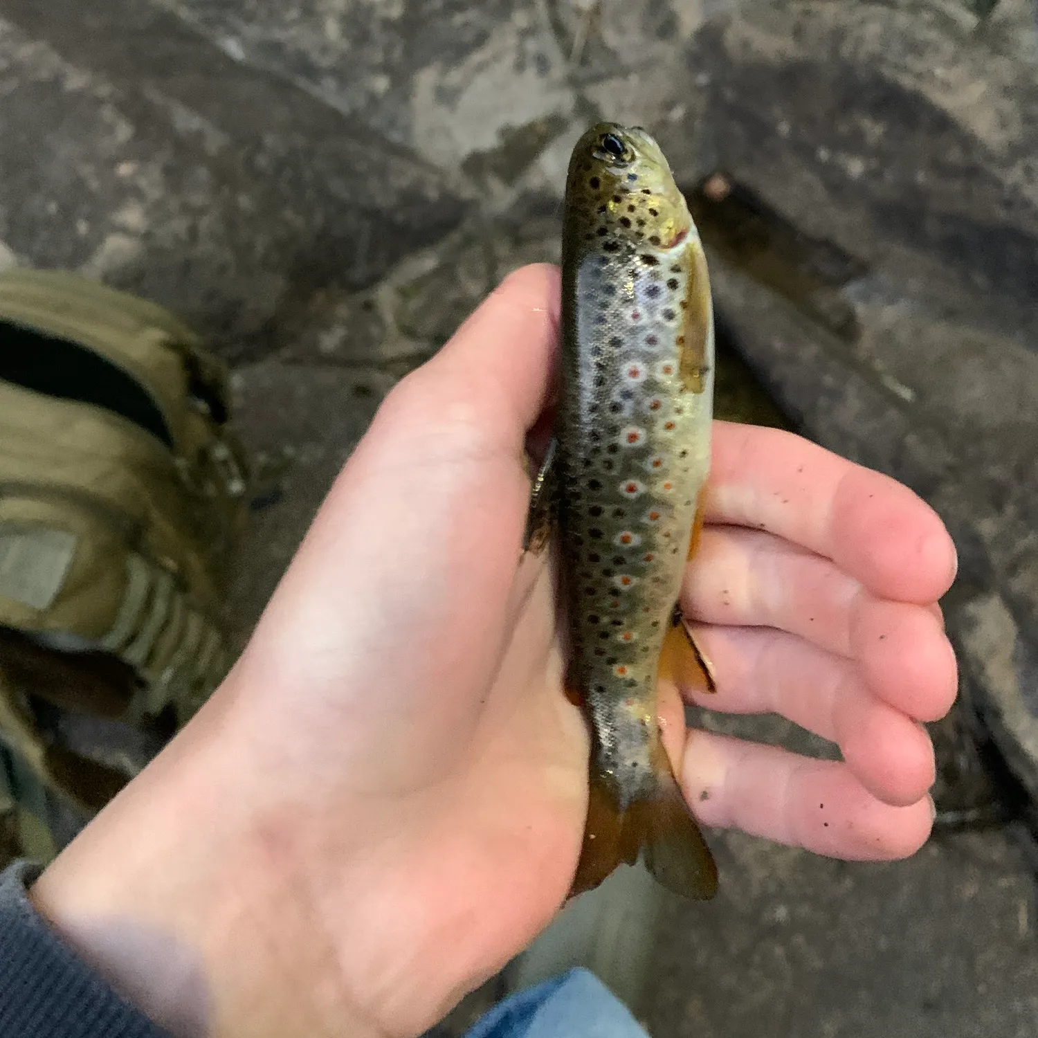 Brown trout caught on Fishbrain