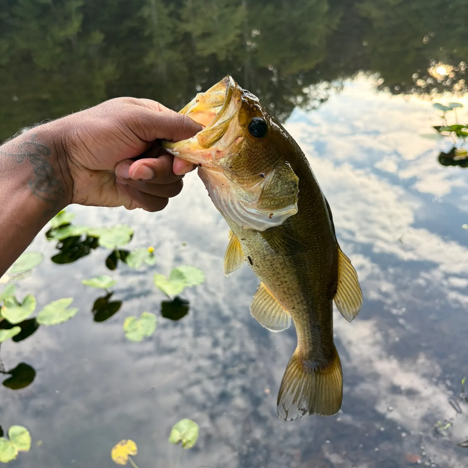 Largemouth bass caught on Fishbrain