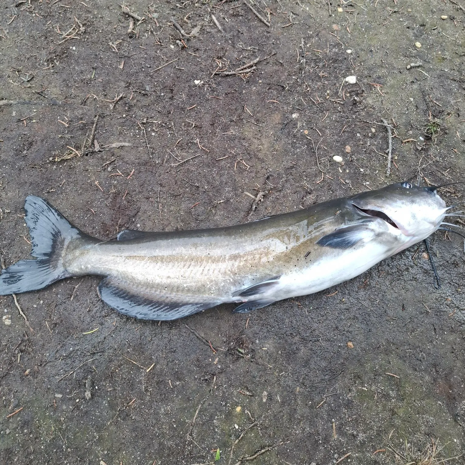 Channel catfish caught on Fishbrain