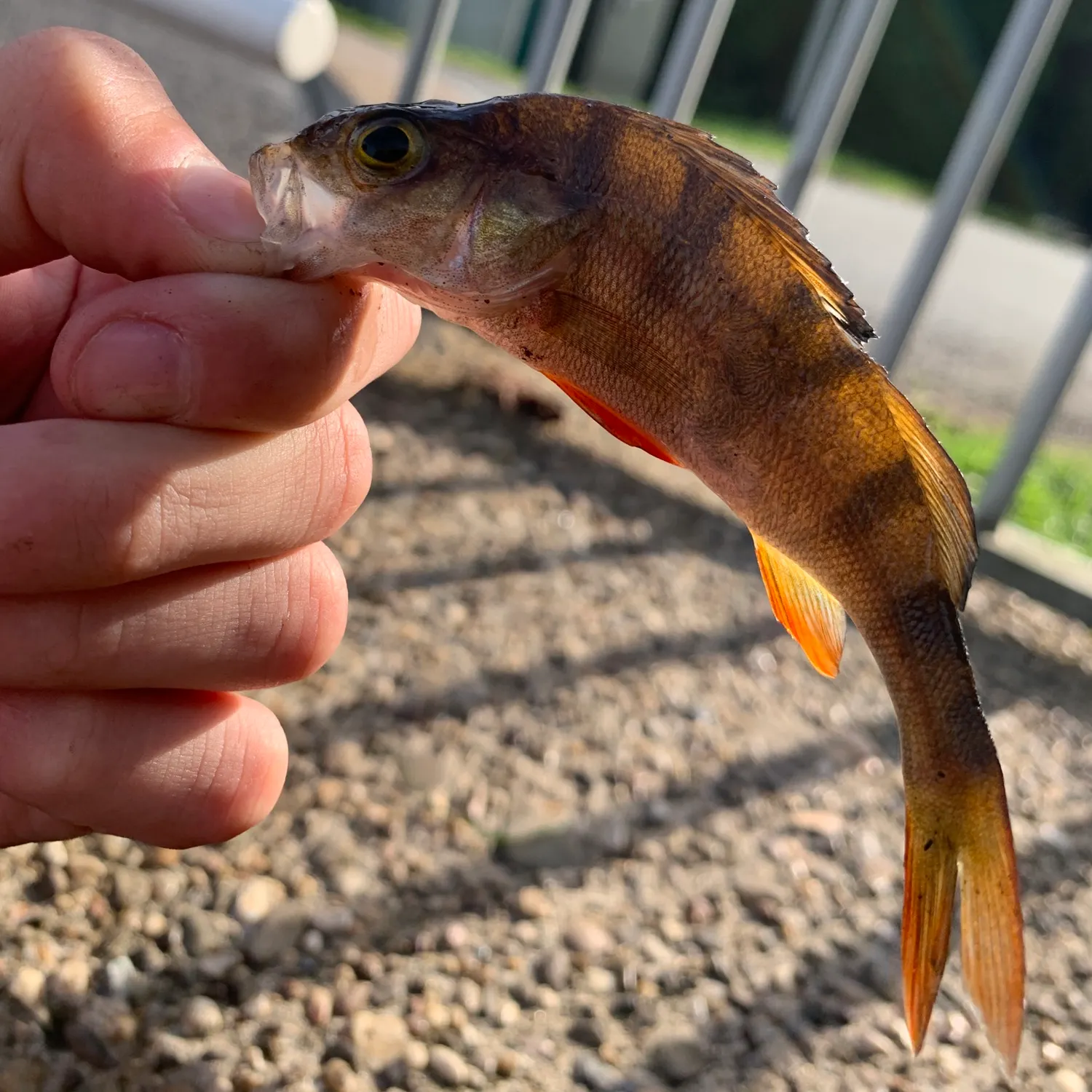 European perch caught on Fishbrain