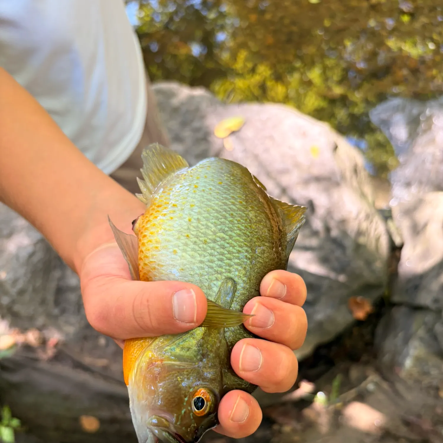 Redbreast sunfish caught on Fishbrain
