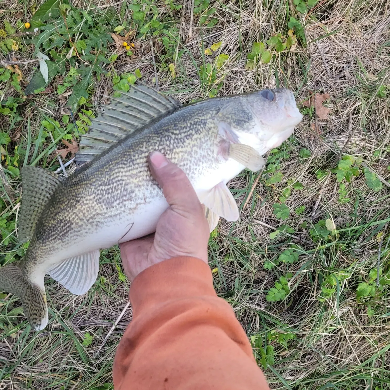 angler catch