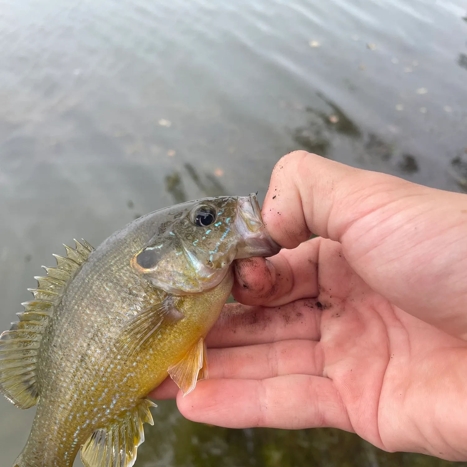 Green sunfish caught on Fishbrain