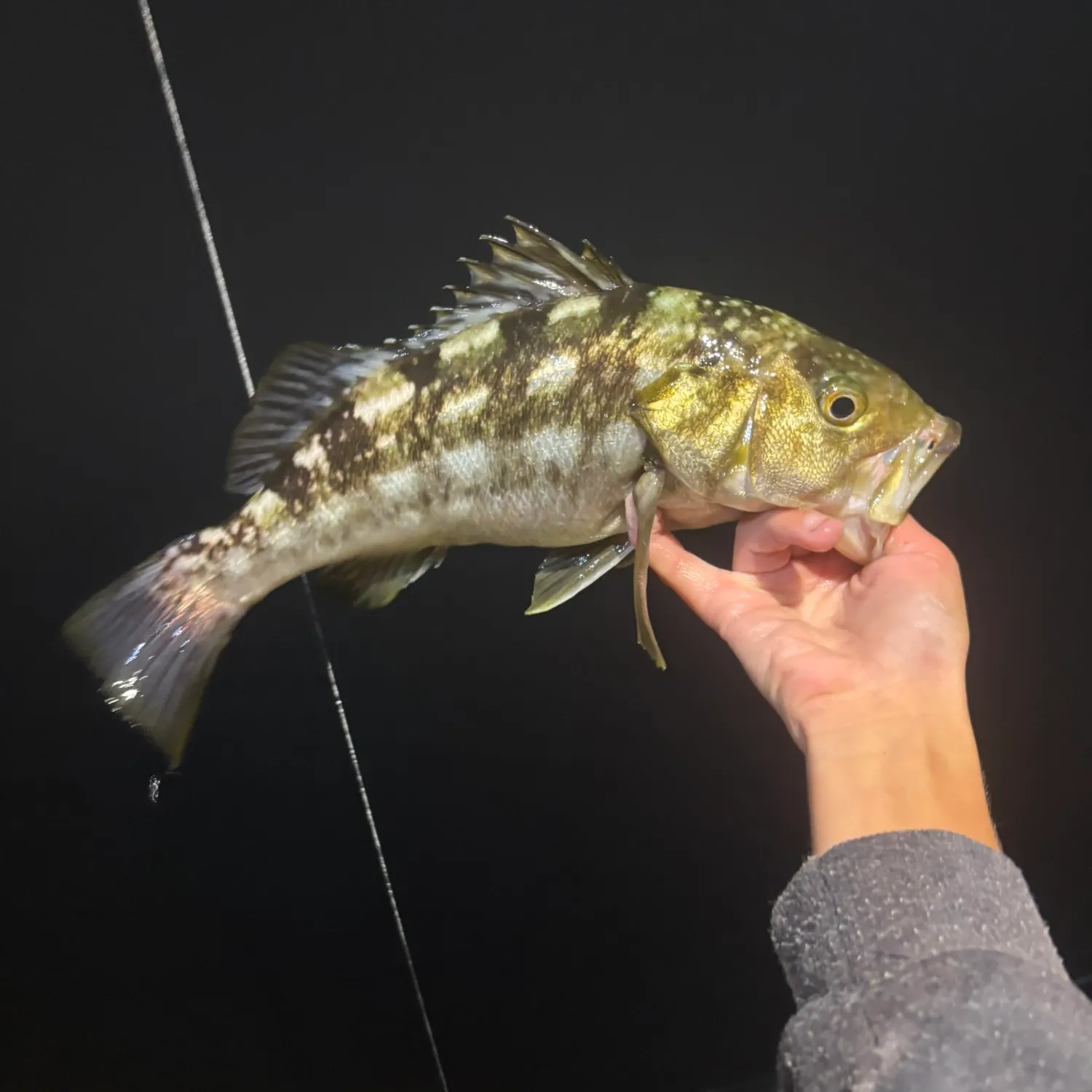 The most recent Kelp bass catches on Fishbrain