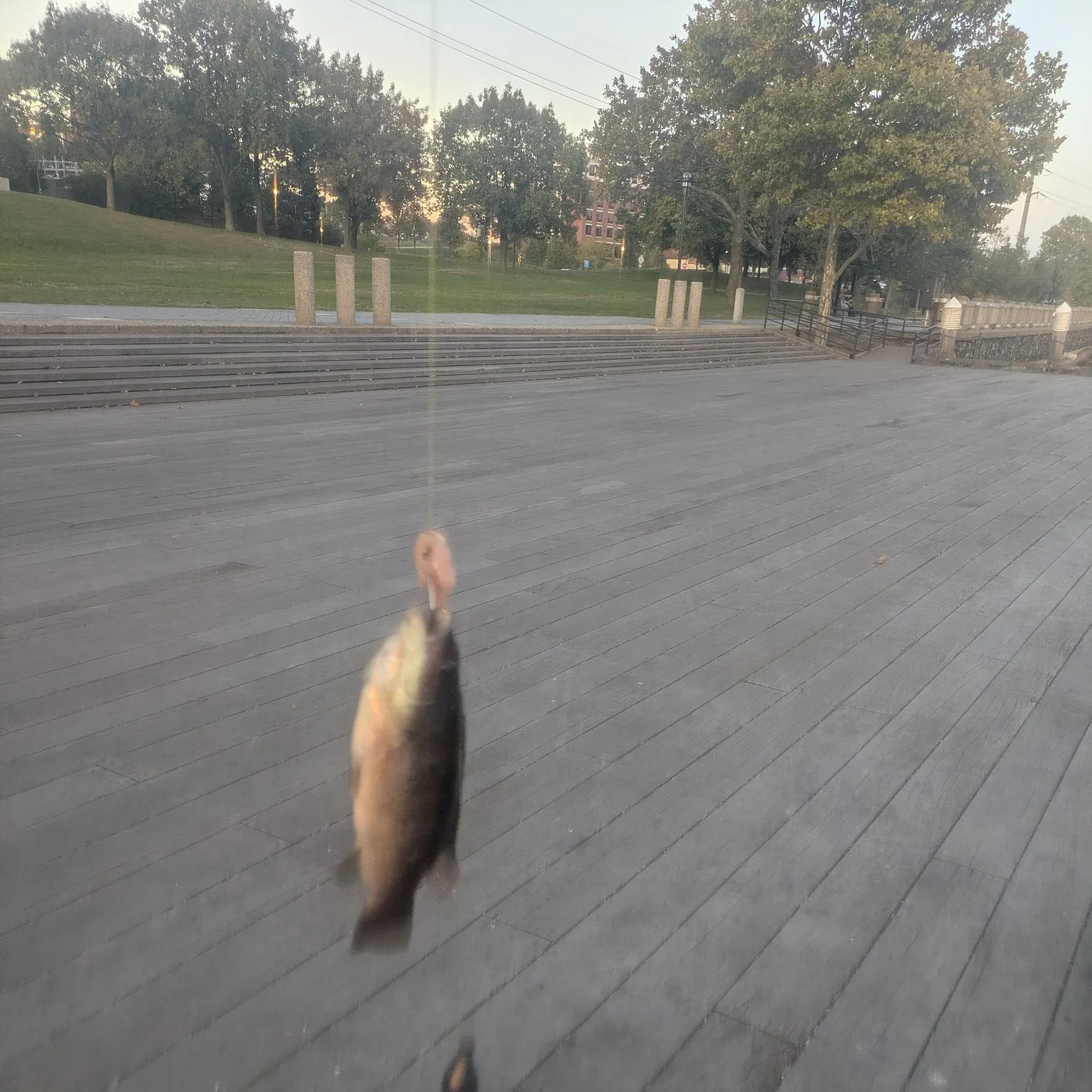 Tautog caught on Fishbrain
