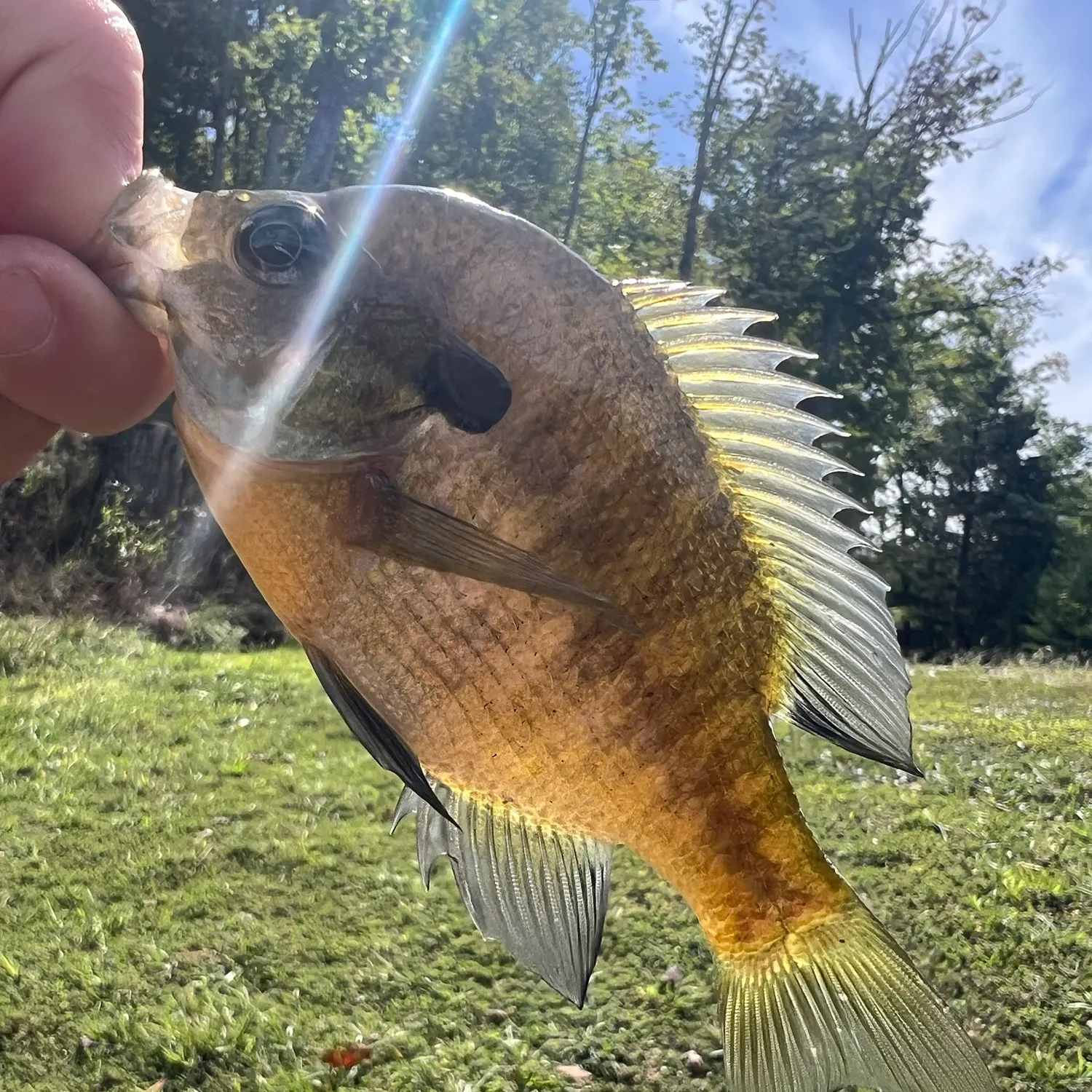 Bluegill caught on Fishbrain