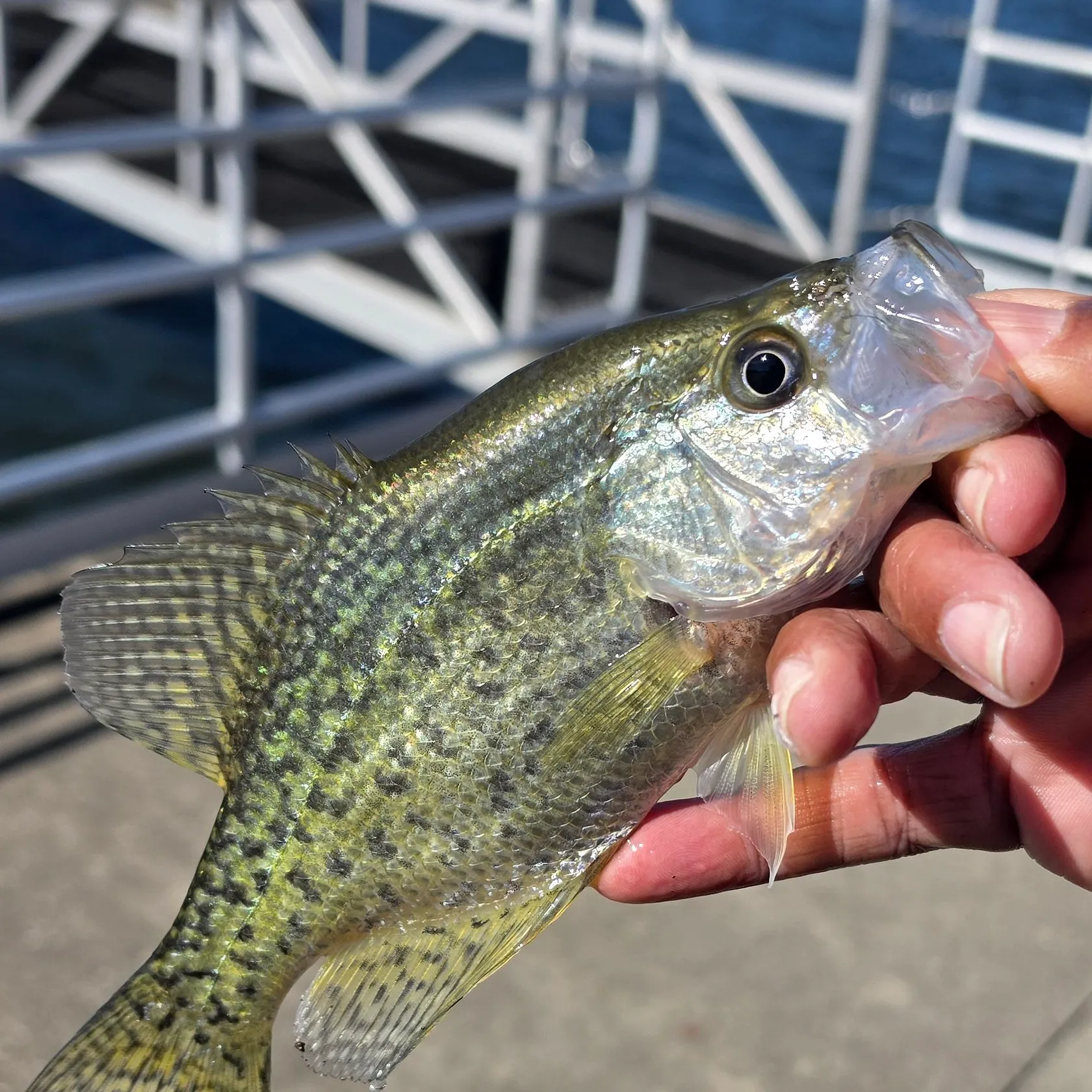 Black crappie caught on Fishbrain