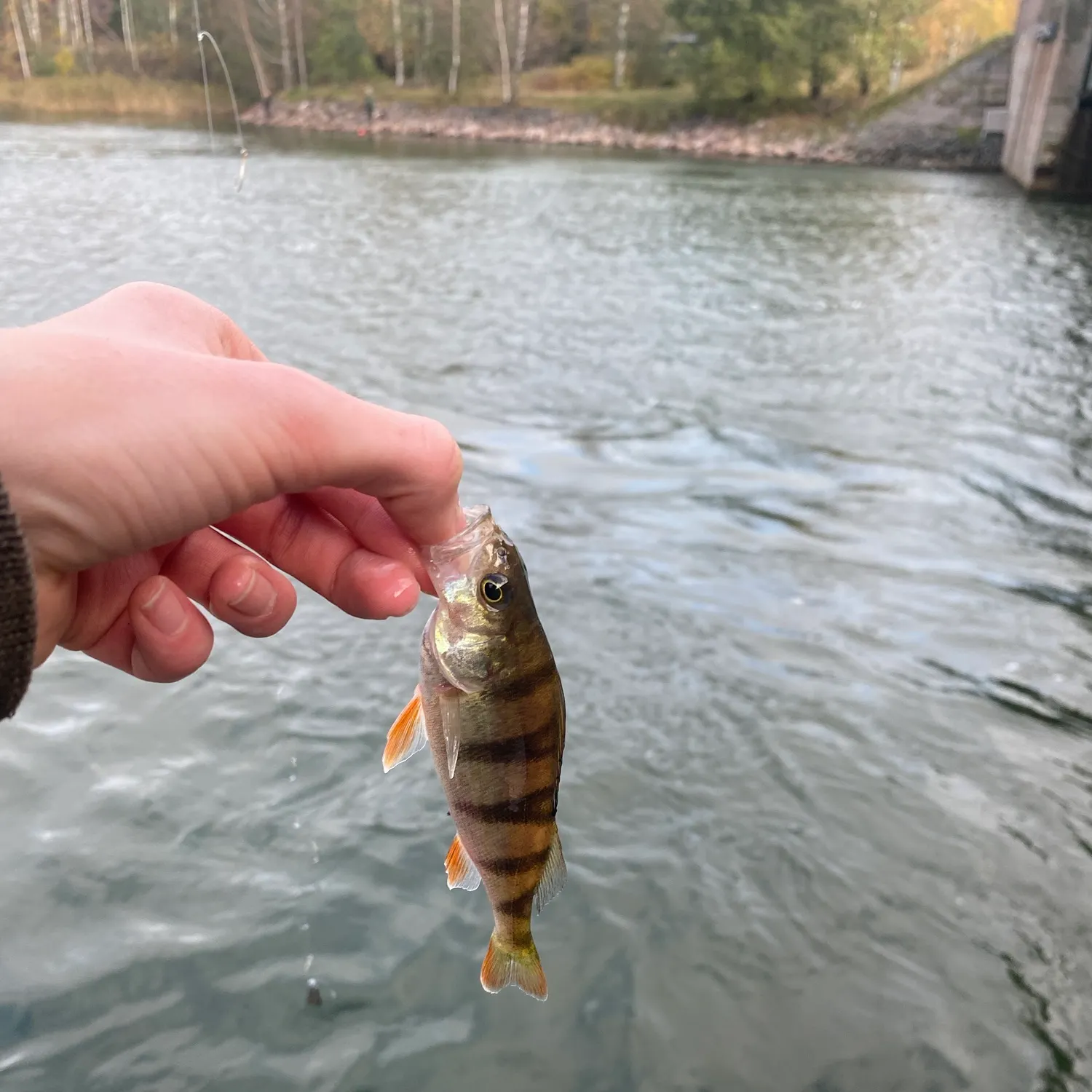 European perch caught on Fishbrain