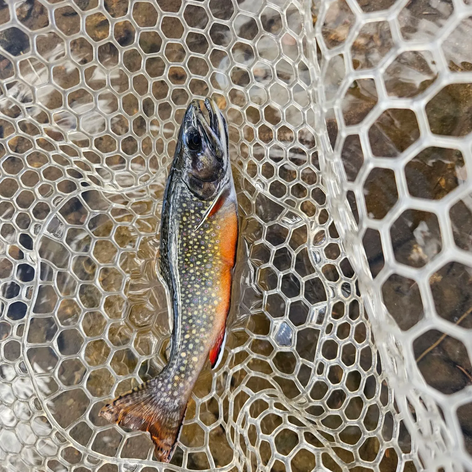 Brook trout caught on Fishbrain