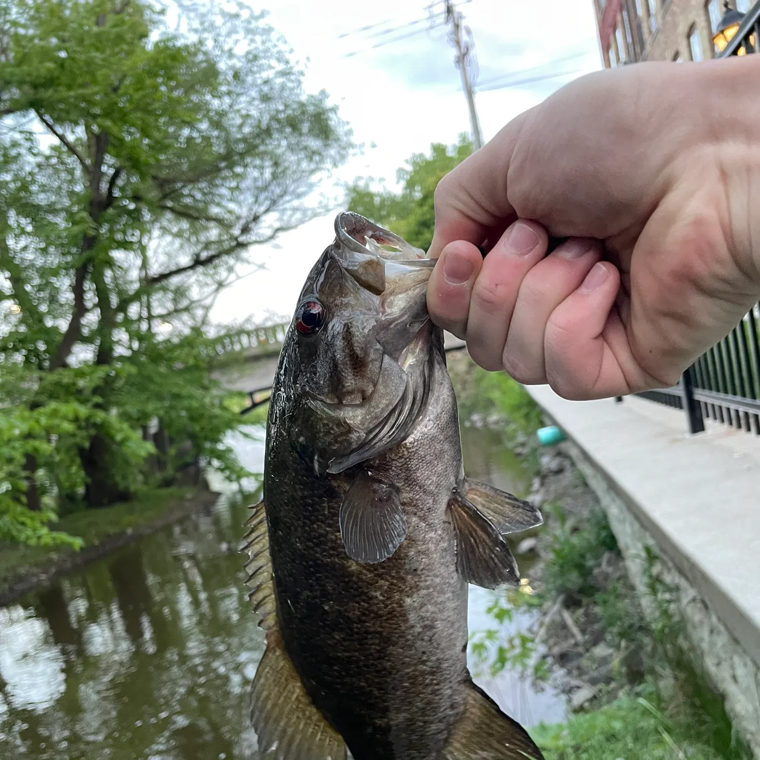 The most recent Smallmouth bass catches on Fishbrain