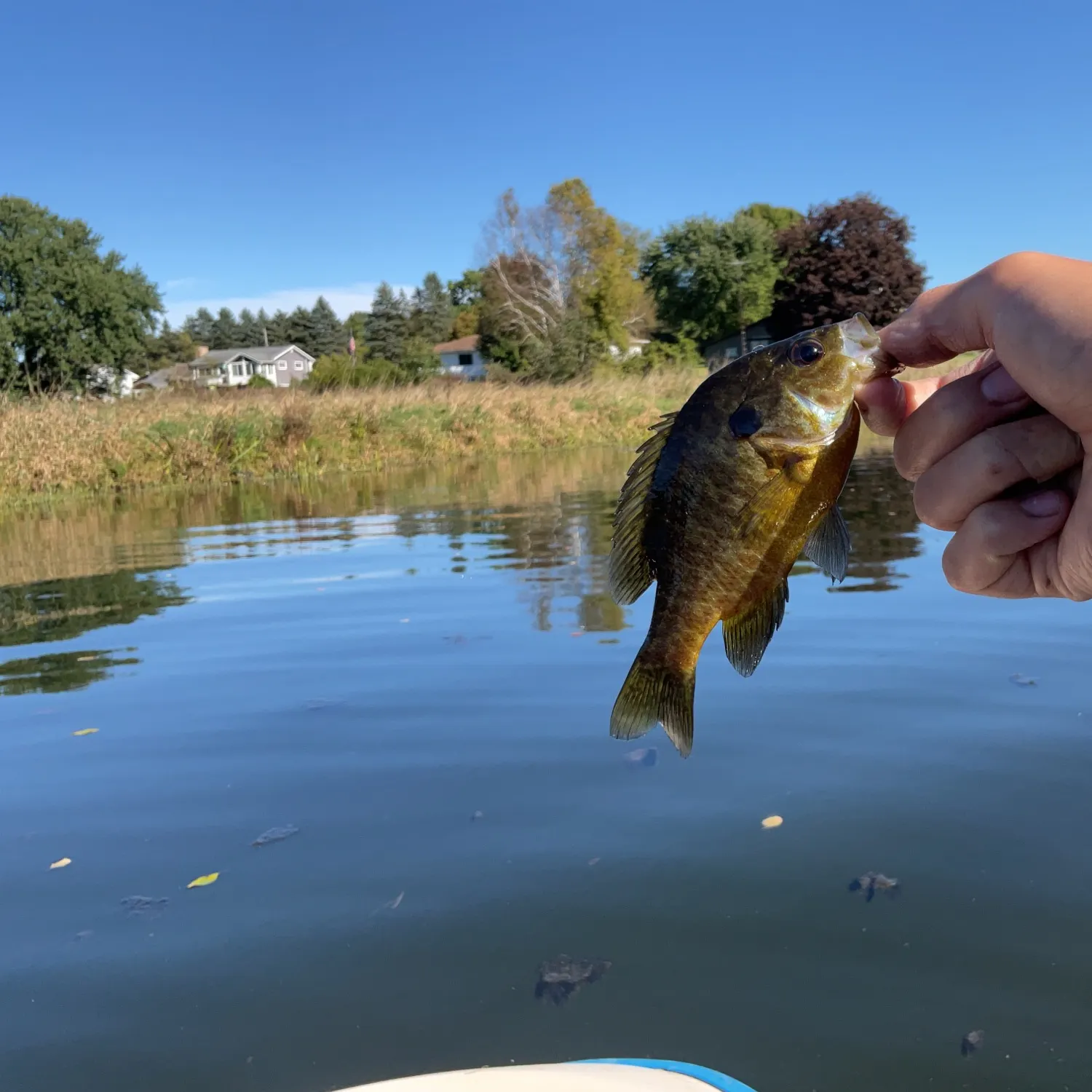 Warmouth caught on Fishbrain