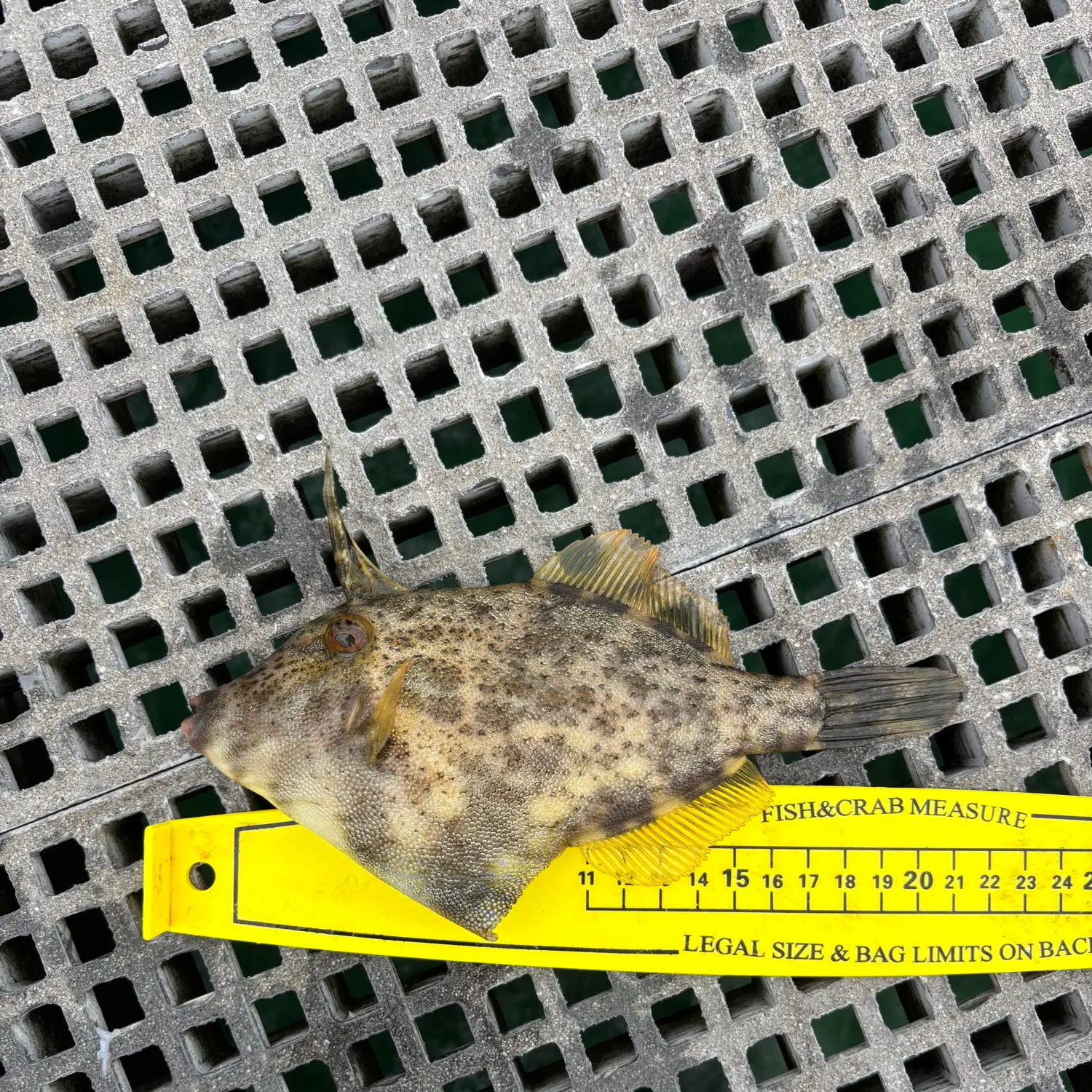 recently logged catches