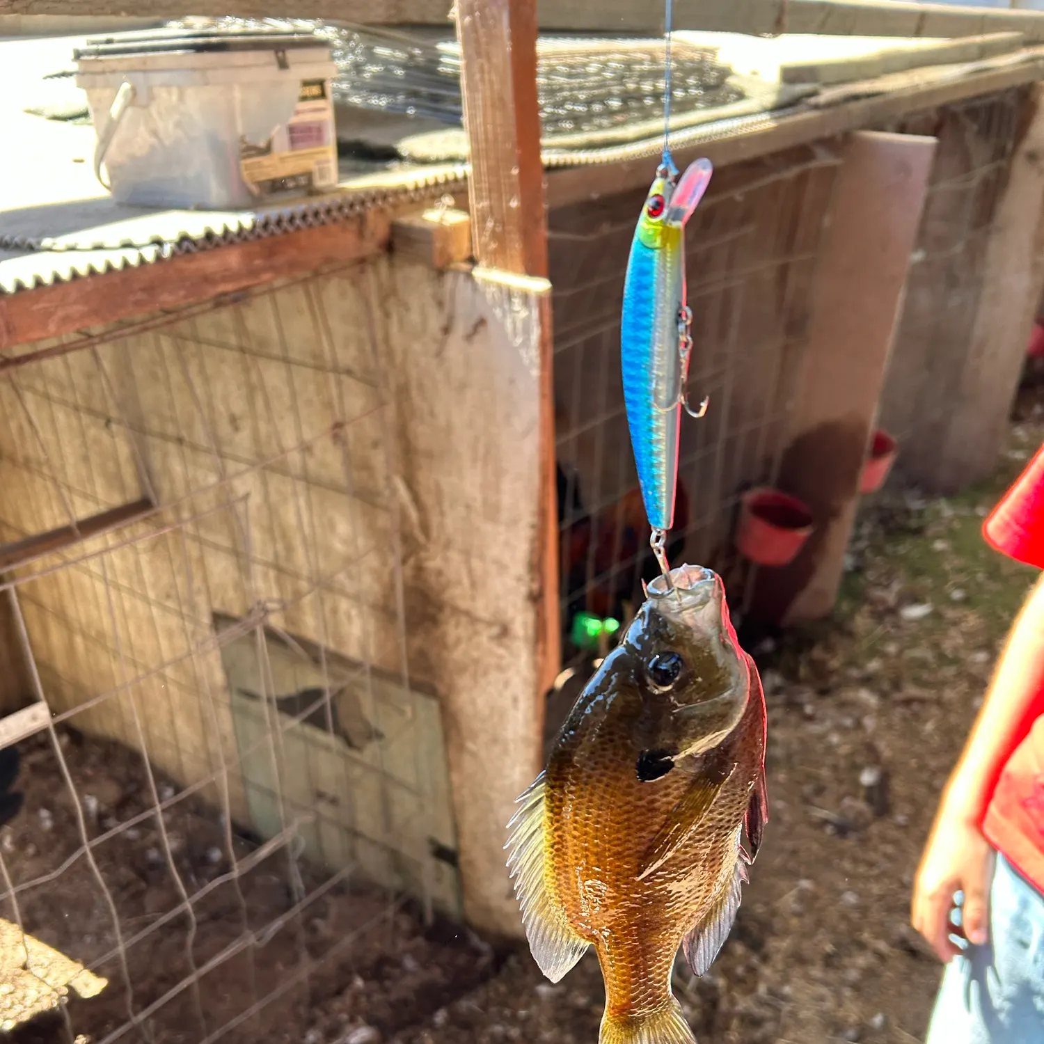 Bluegill caught on Fishbrain