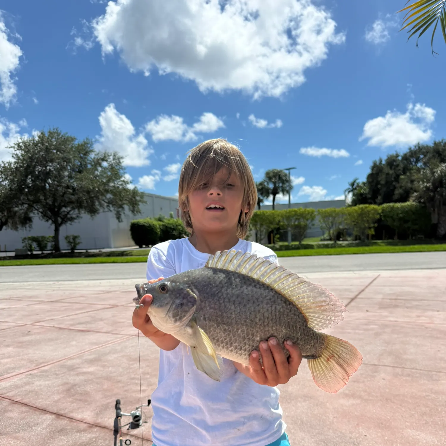 Nile tilapia caught on Fishbrain