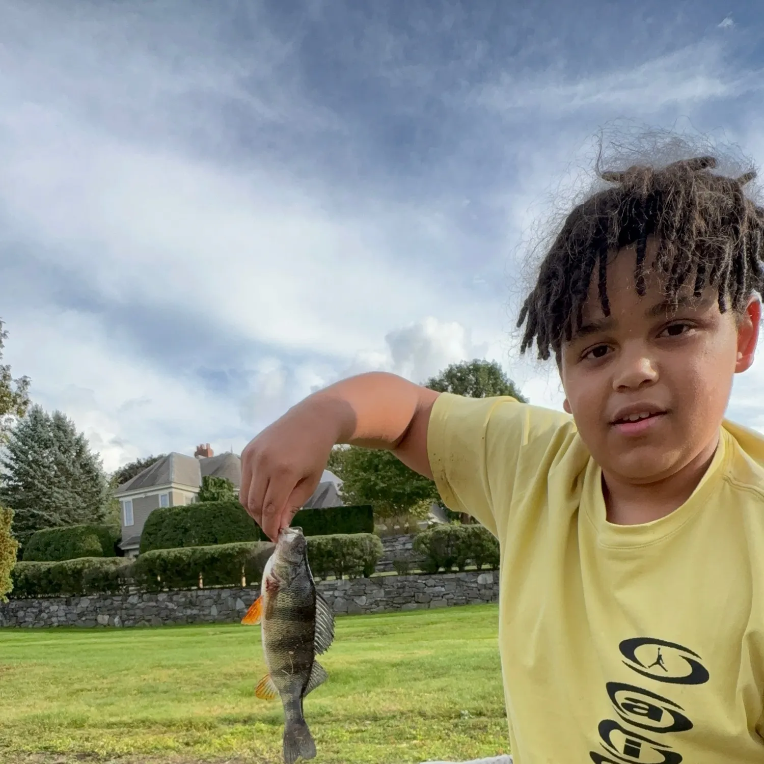 Yellow perch caught on Fishbrain