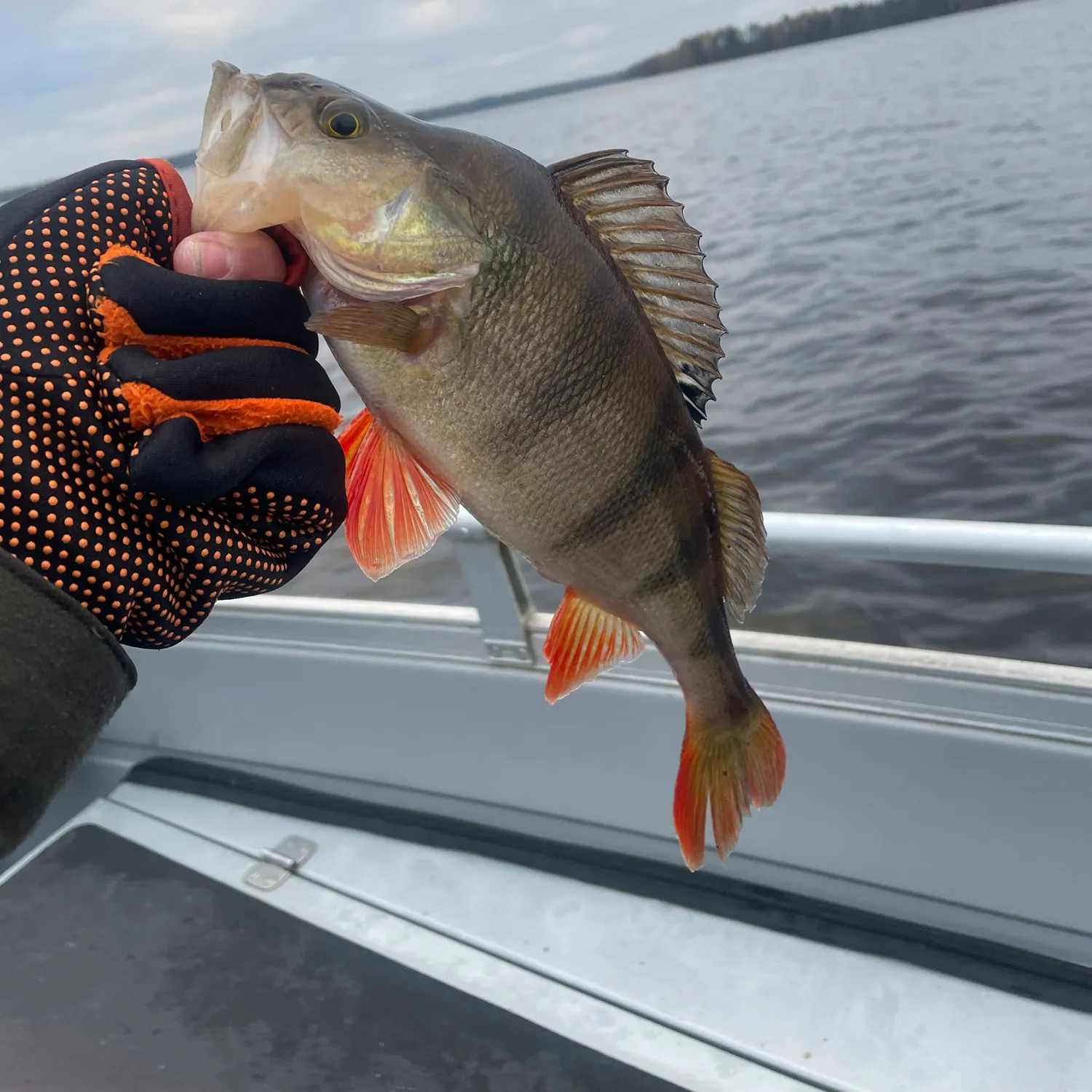 European perch caught on Fishbrain