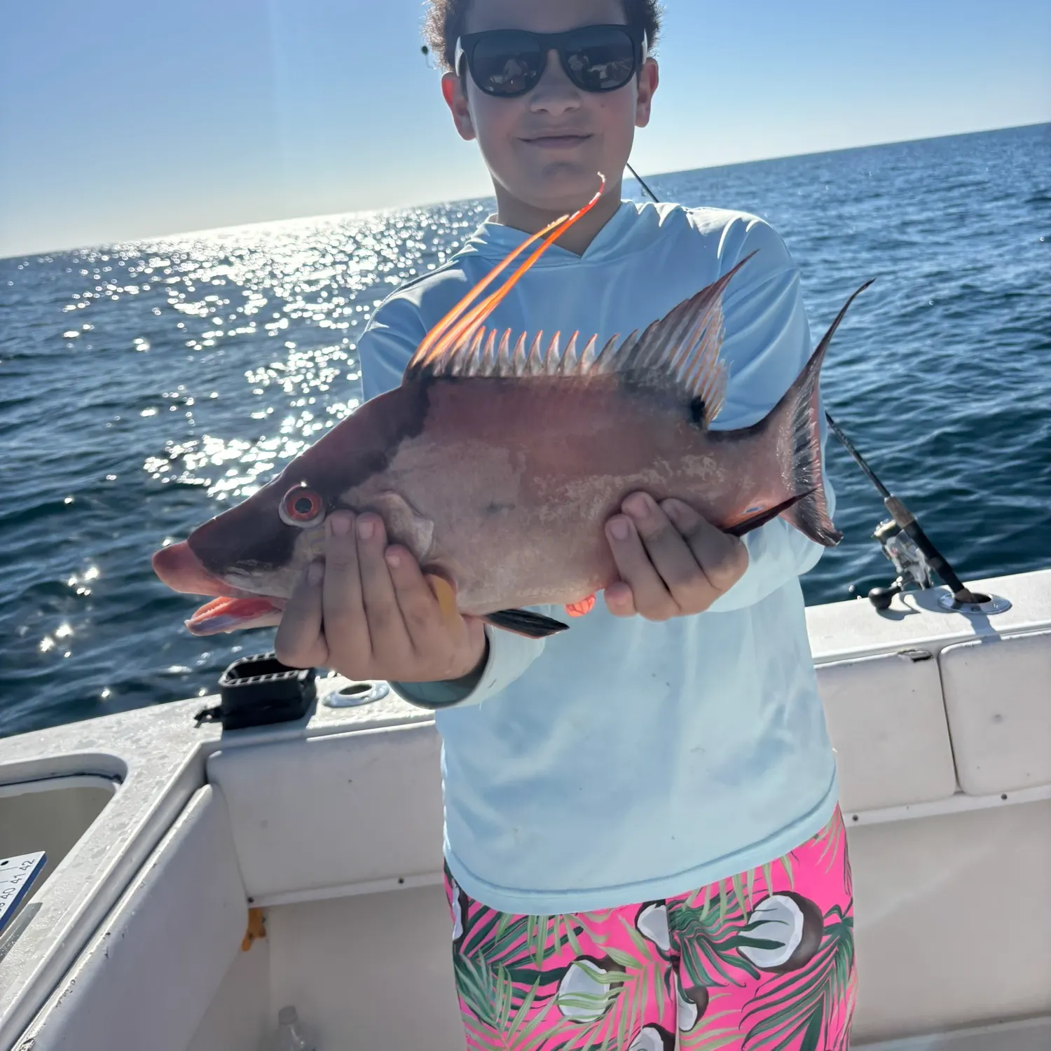 The most recent Hogfish catches on Fishbrain