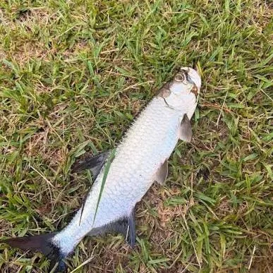 Tarpon caught on Fishbrain