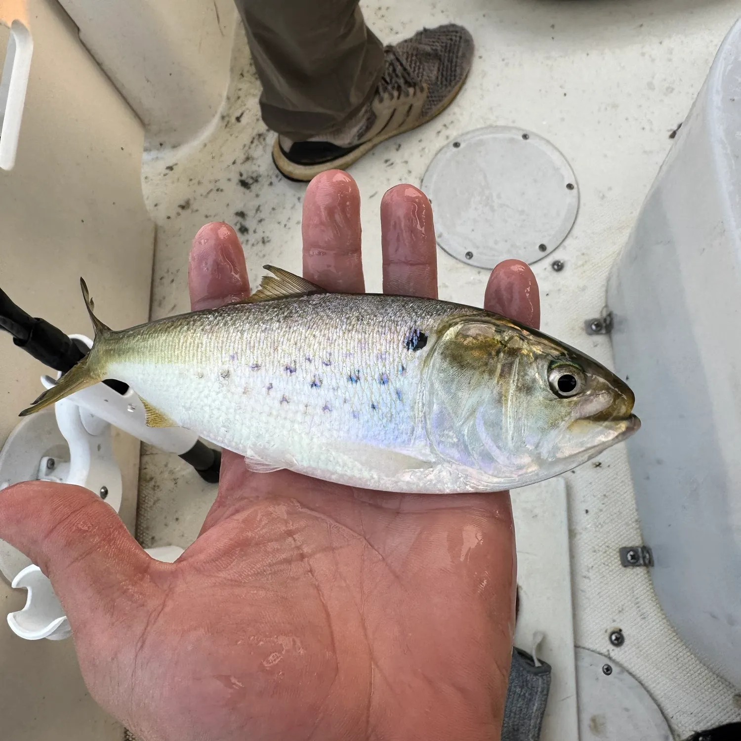 The most recent Gulf menhaden catches on Fishbrain