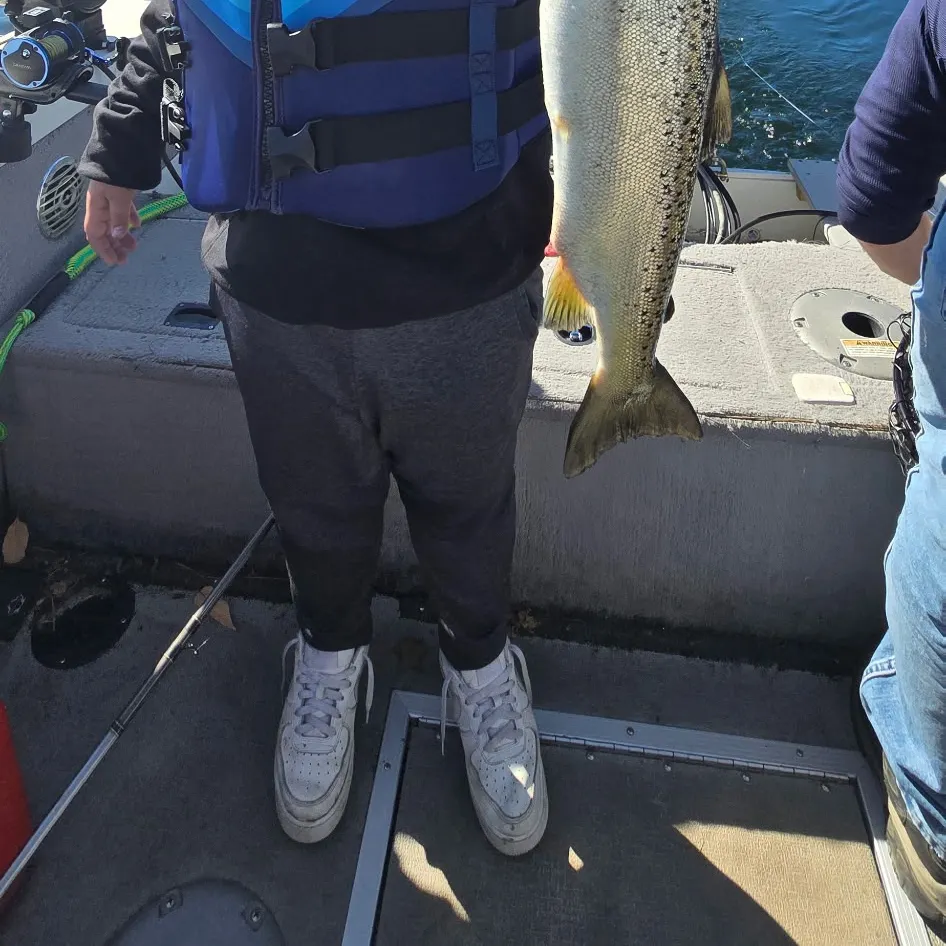 The most recent Atlantic salmon catches on Fishbrain