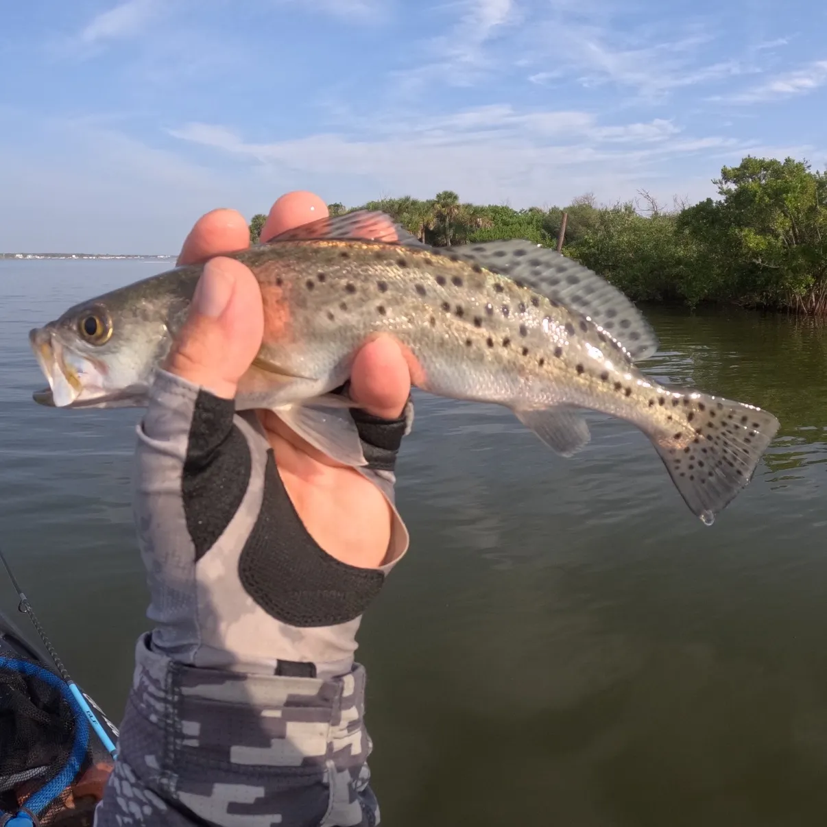 The most recent Spotted seatrout catches on Fishbrain
