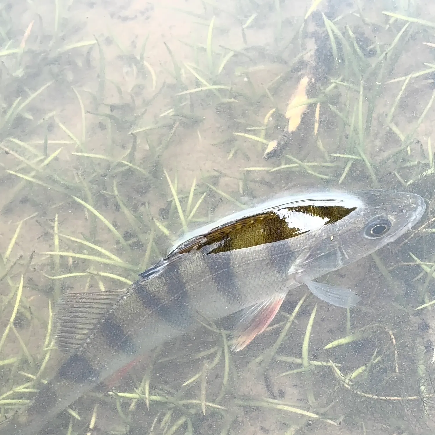 European perch caught on Fishbrain