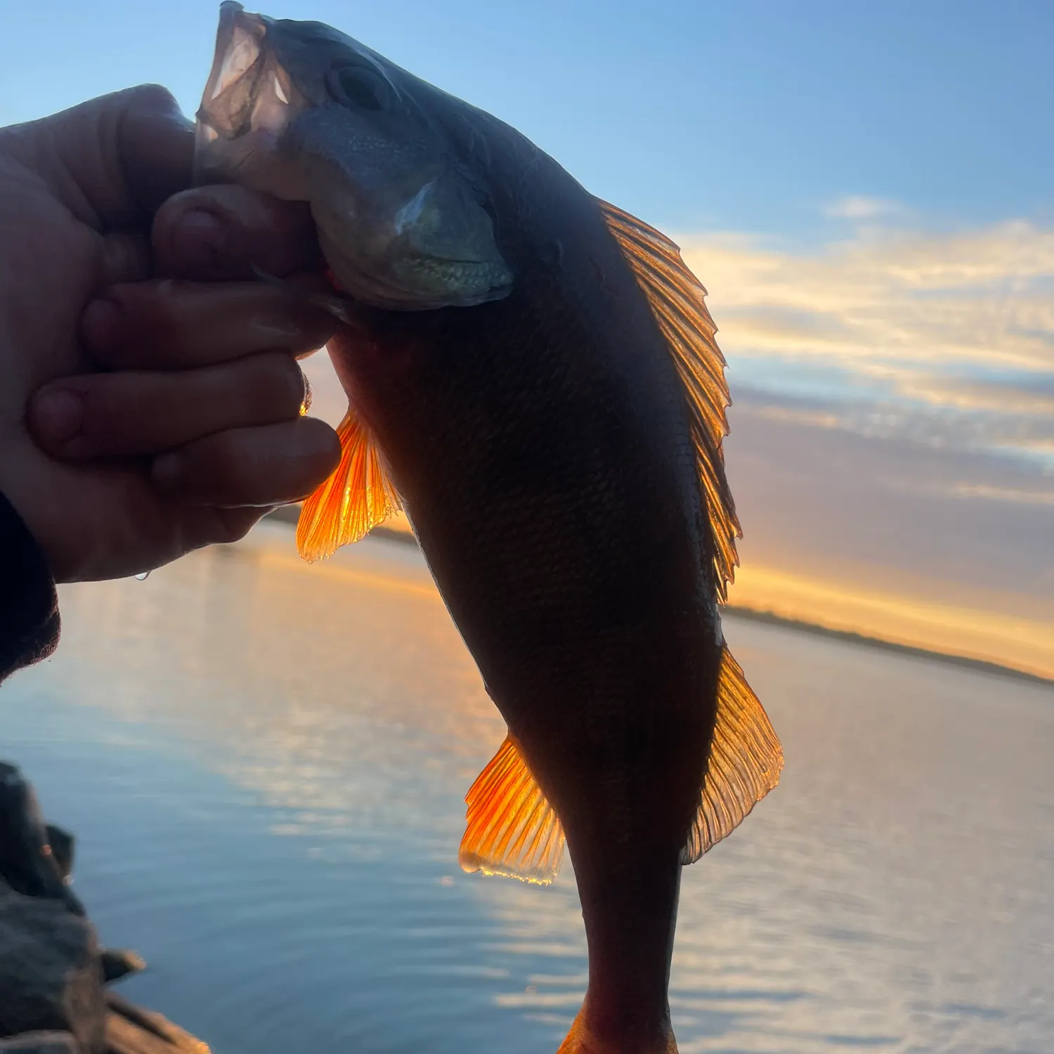 European perch caught on Fishbrain