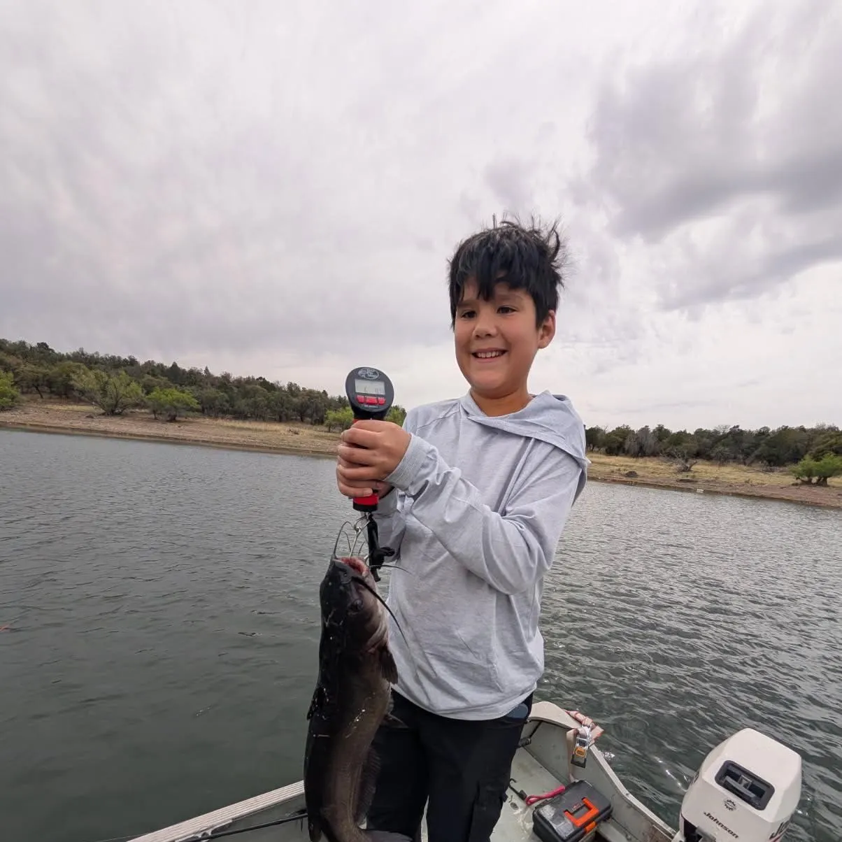 Channel catfish caught on Fishbrain