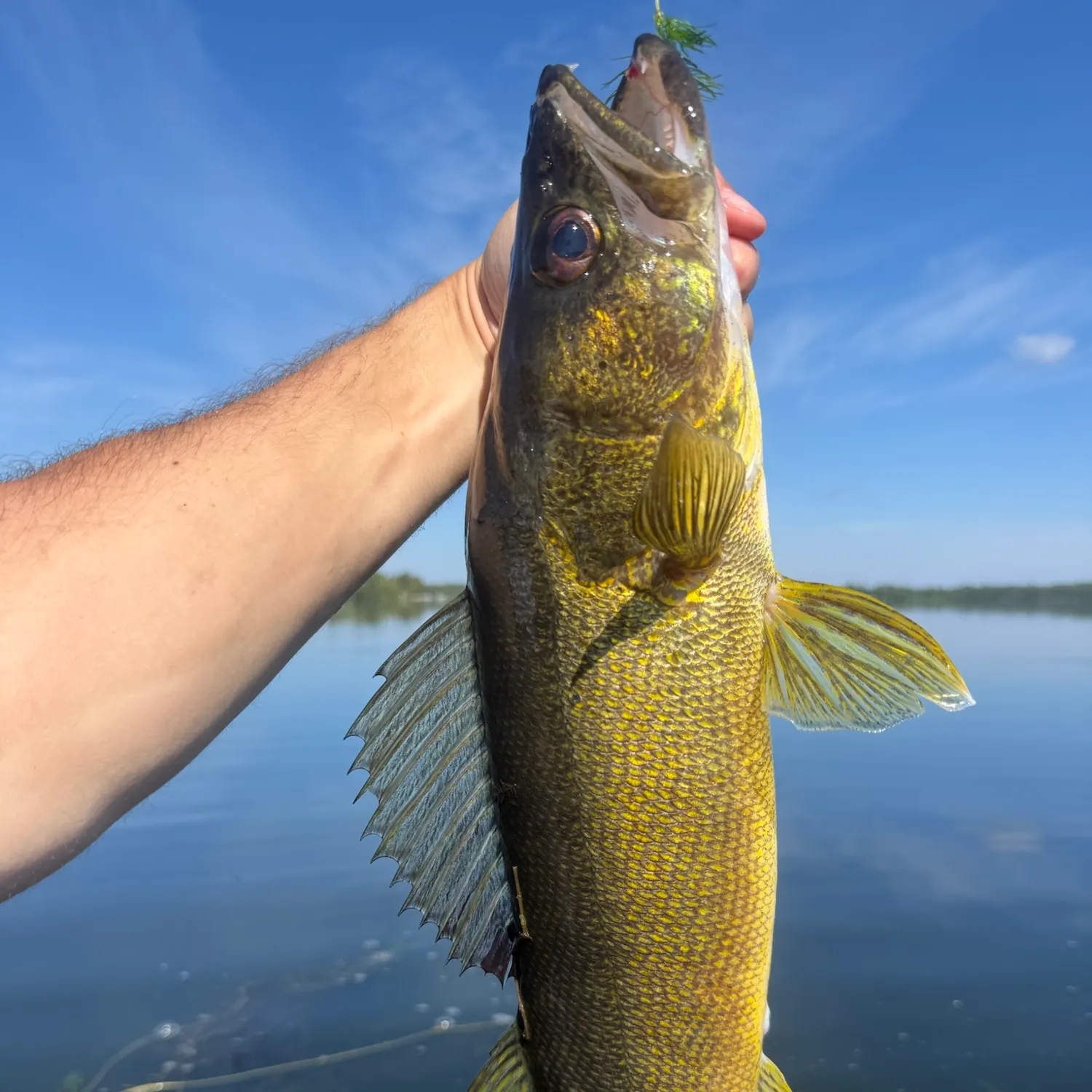 Walleye caught on Fishbrain