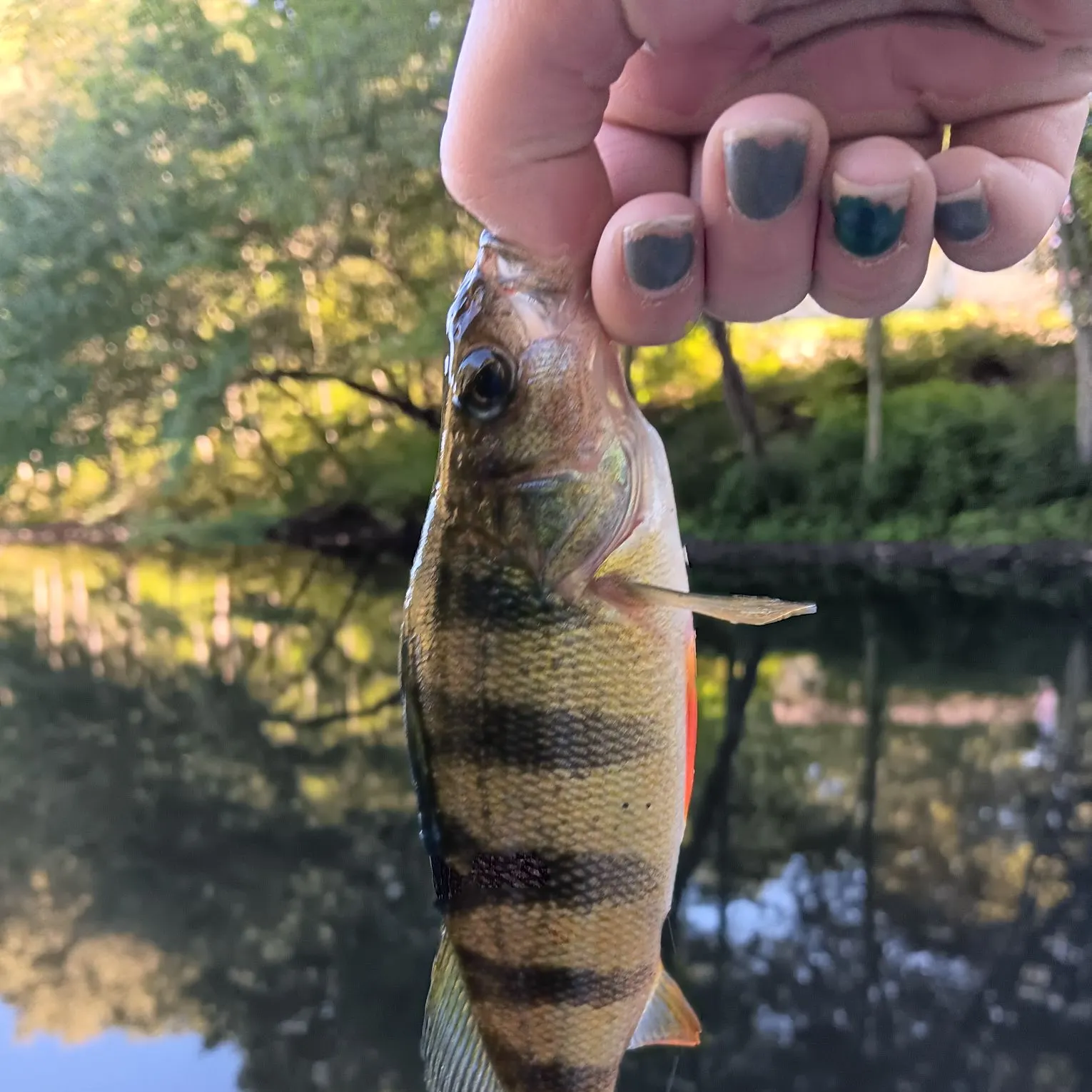 Yellow perch caught on Fishbrain