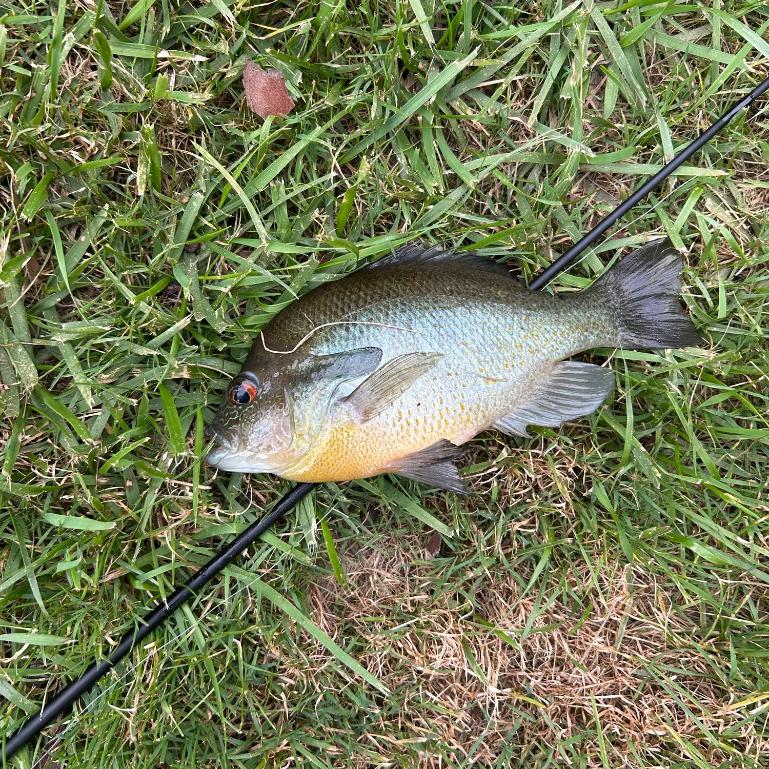 Bluegill caught on Fishbrain