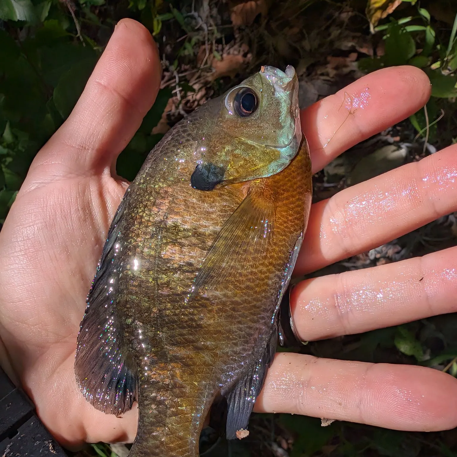 Bluegill caught on Fishbrain