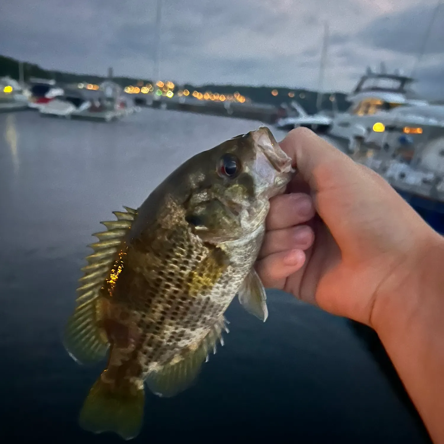 catch