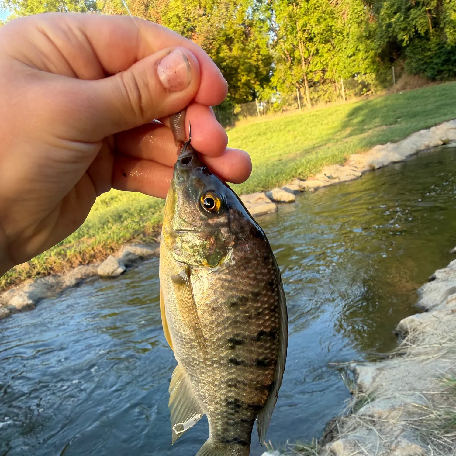 The most recent Blue tilapia catches on Fishbrain