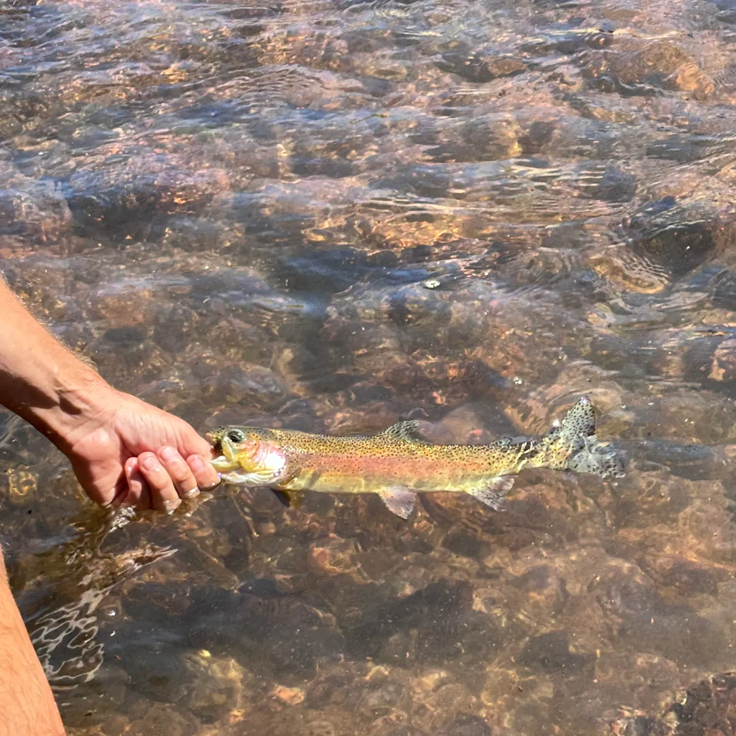 Rainbow trout caught on Fishbrain