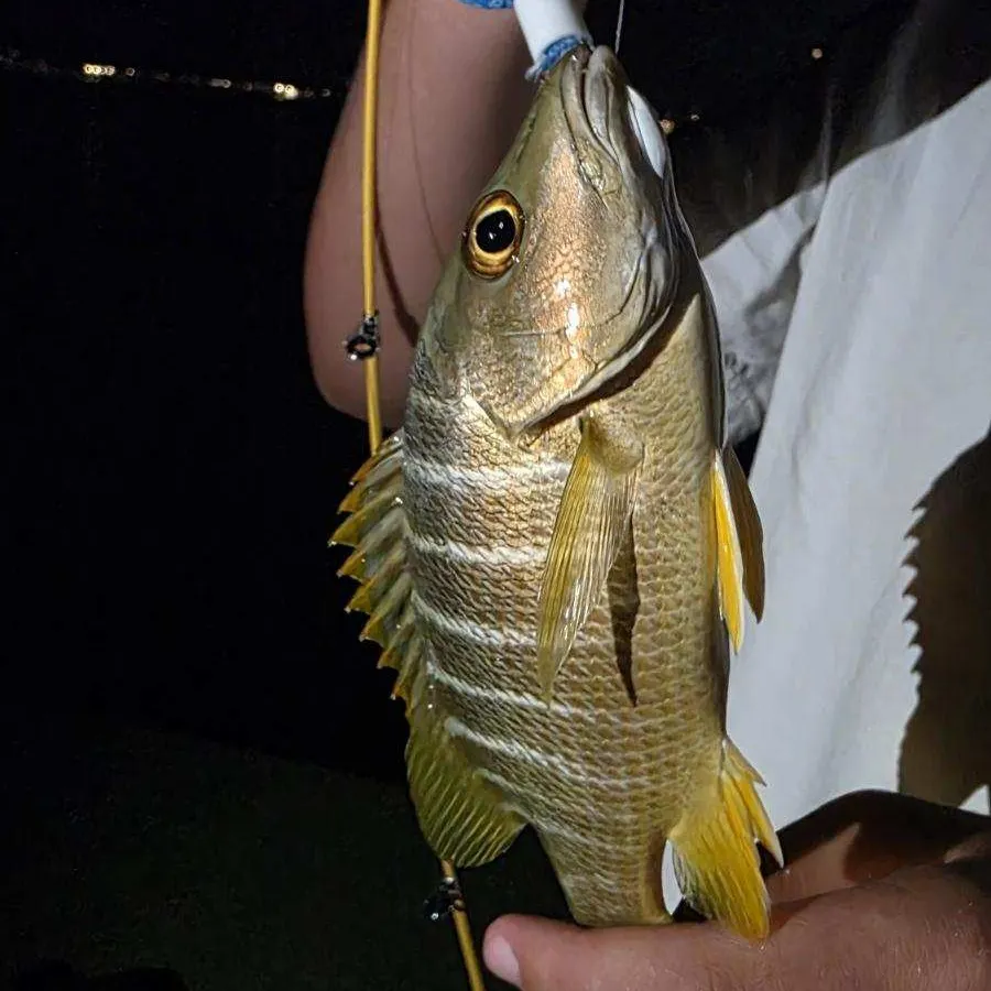 The most recent Schoolmaster snapper catches on Fishbrain
