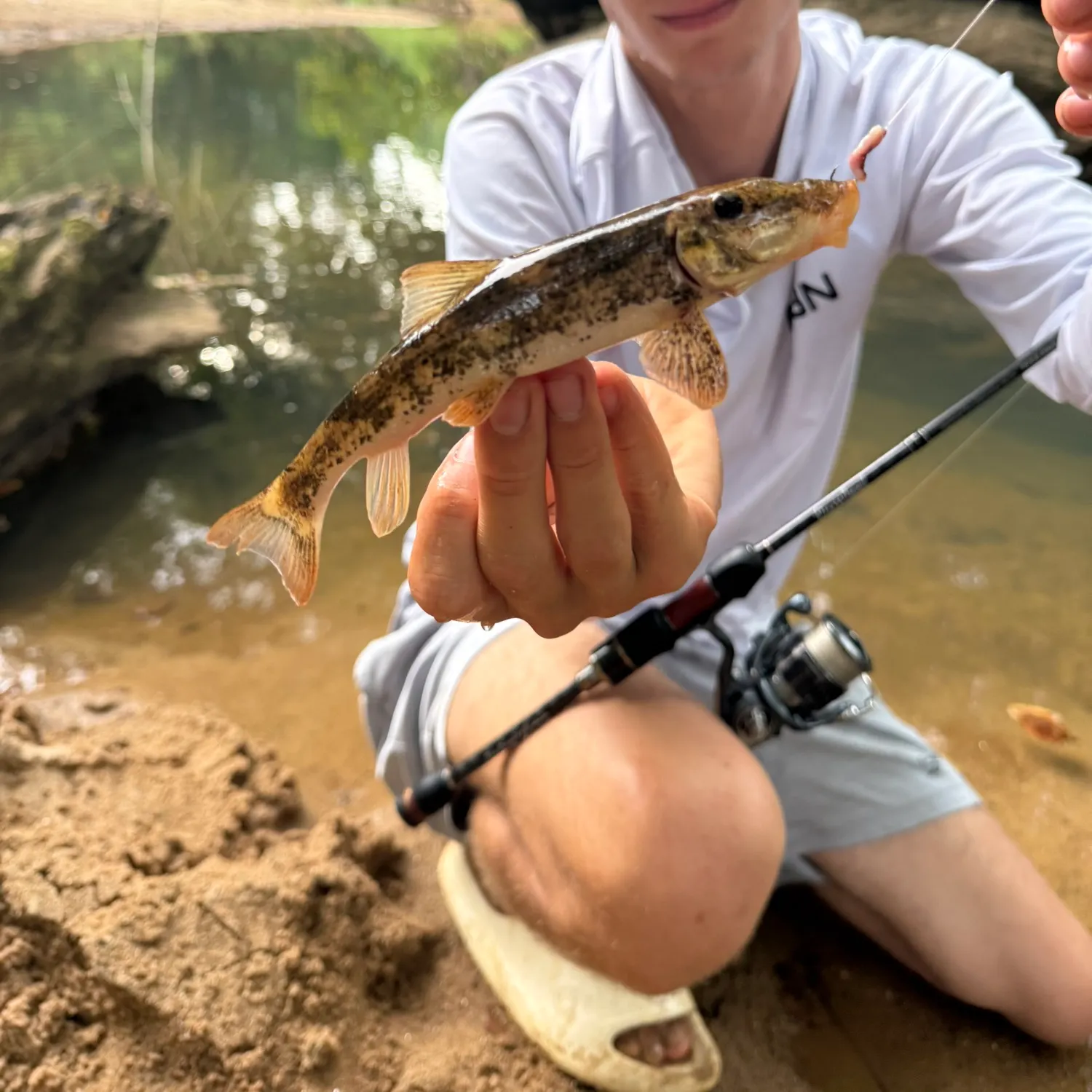 The most recent Alabama hogsucker catches on Fishbrain