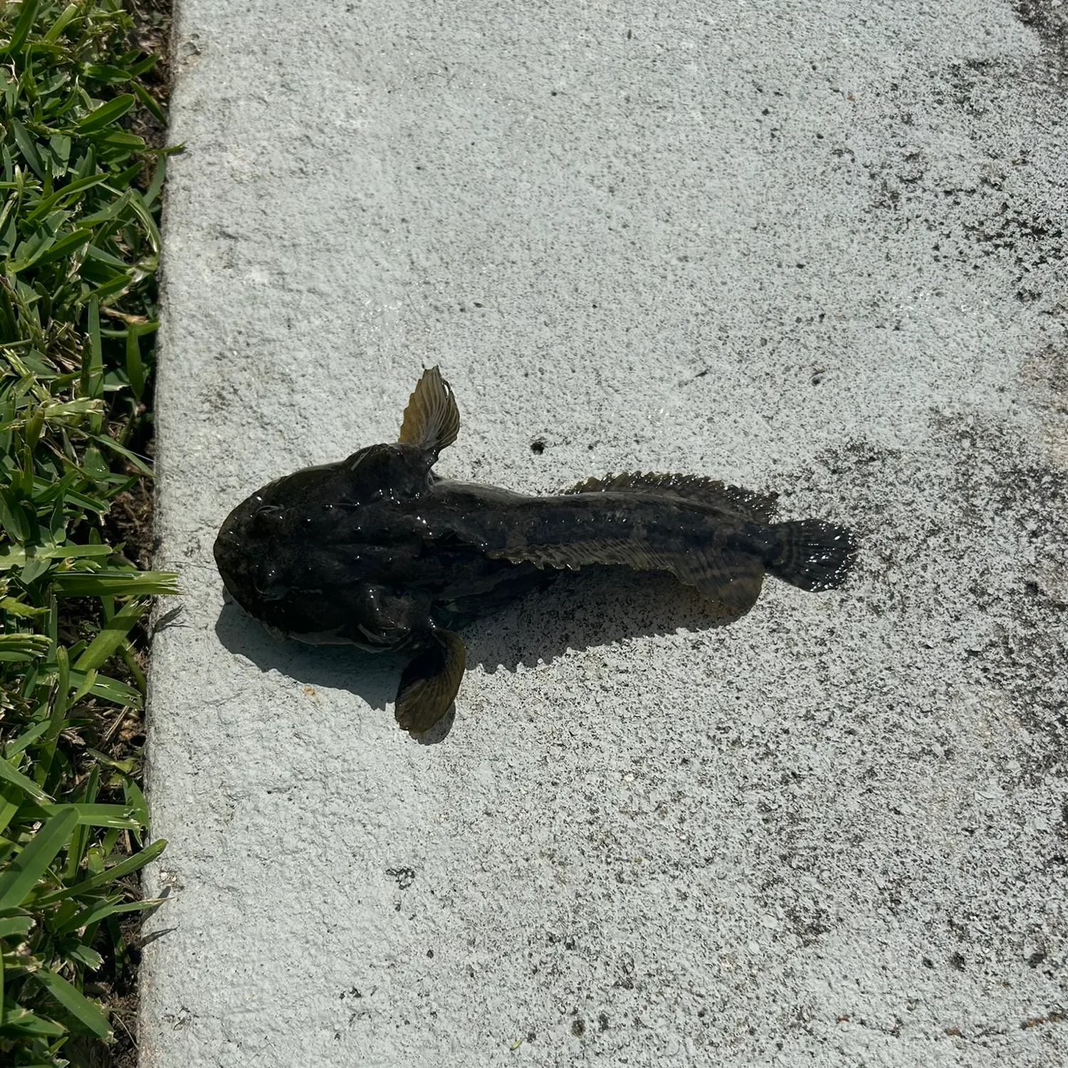 The most recent Gulf toadfish catches on Fishbrain