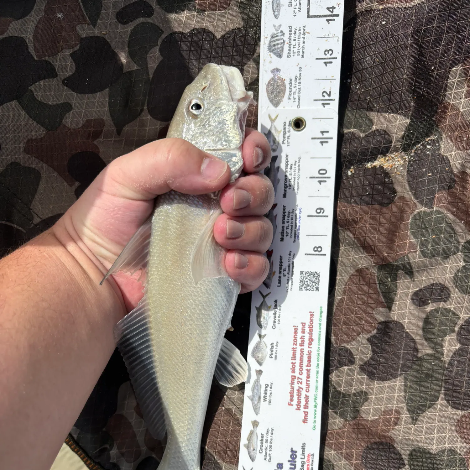 recently logged catches