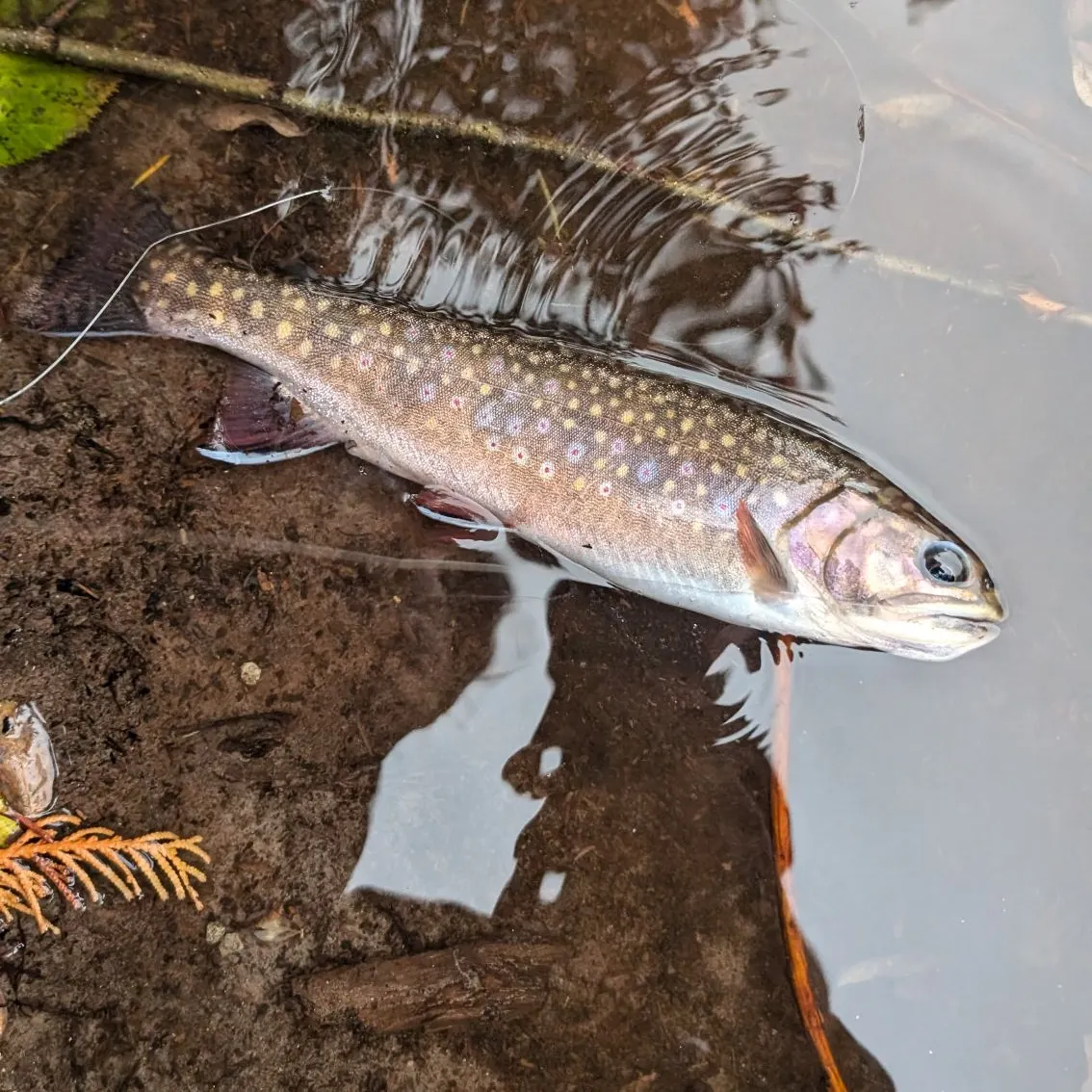 The most recent Brook trout catches on Fishbrain