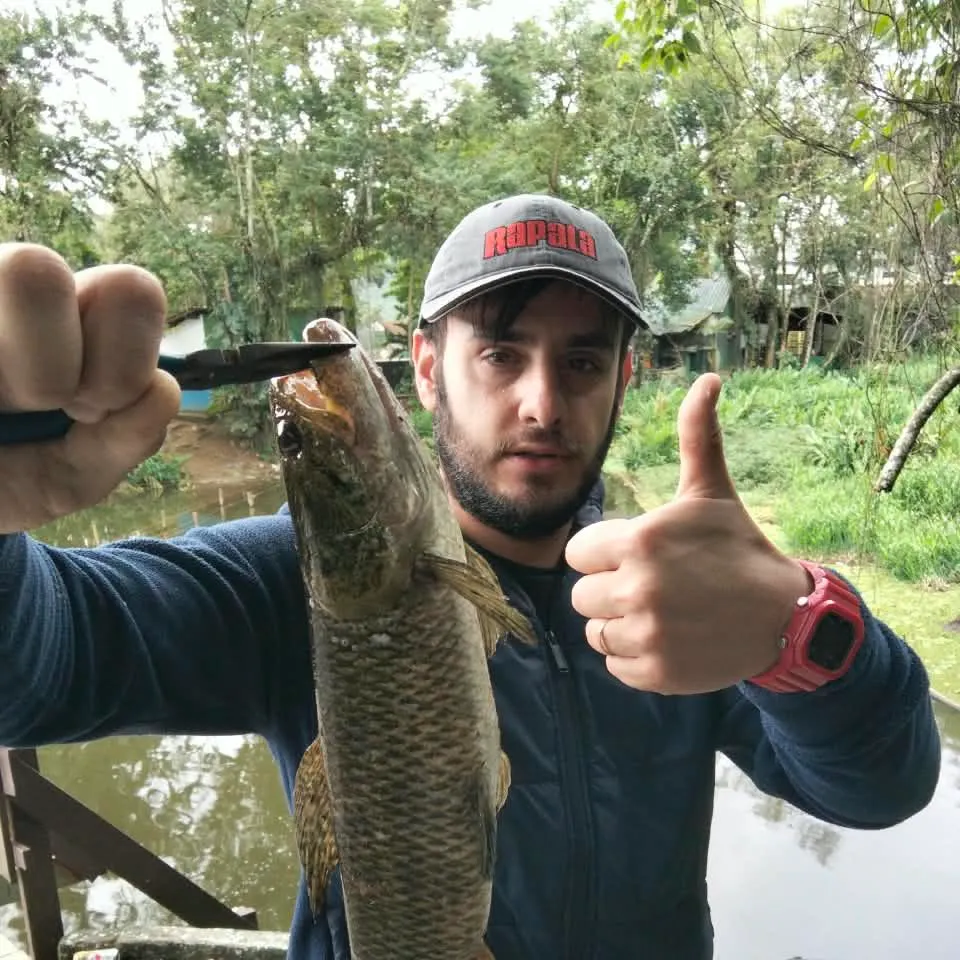 Trahira caught on Fishbrain
