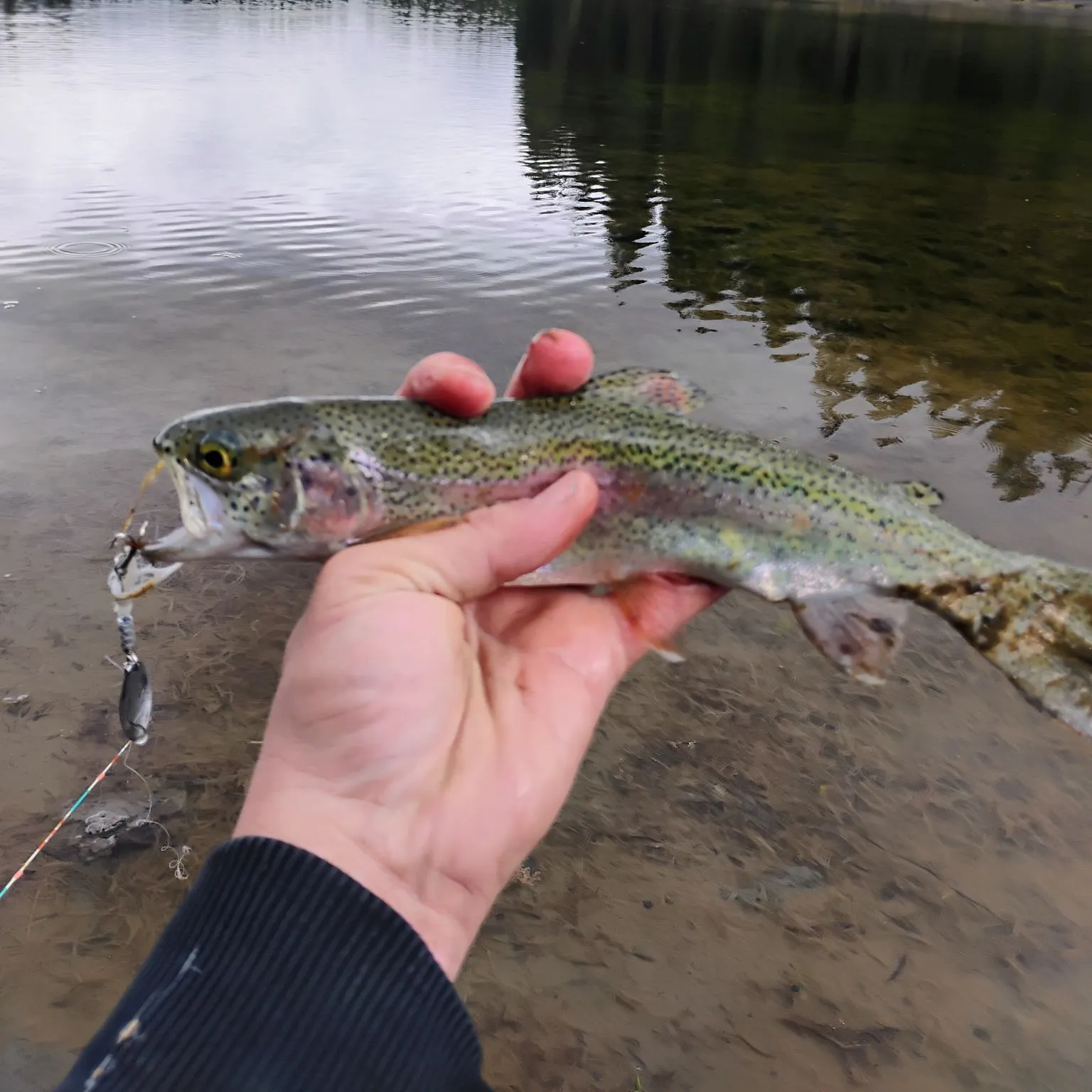 Rainbow trout caught on Fishbrain