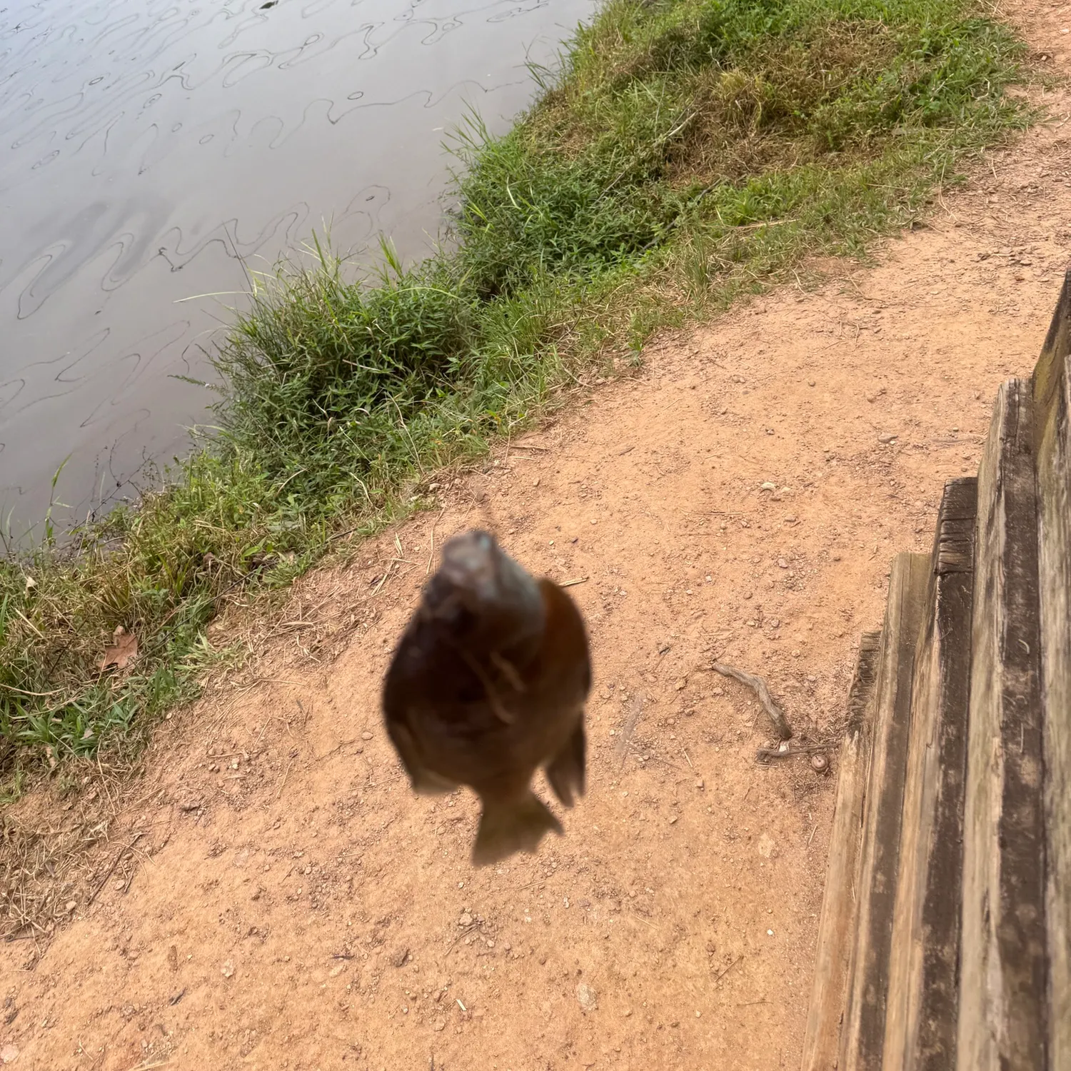 Spotted sunfish caught on Fishbrain