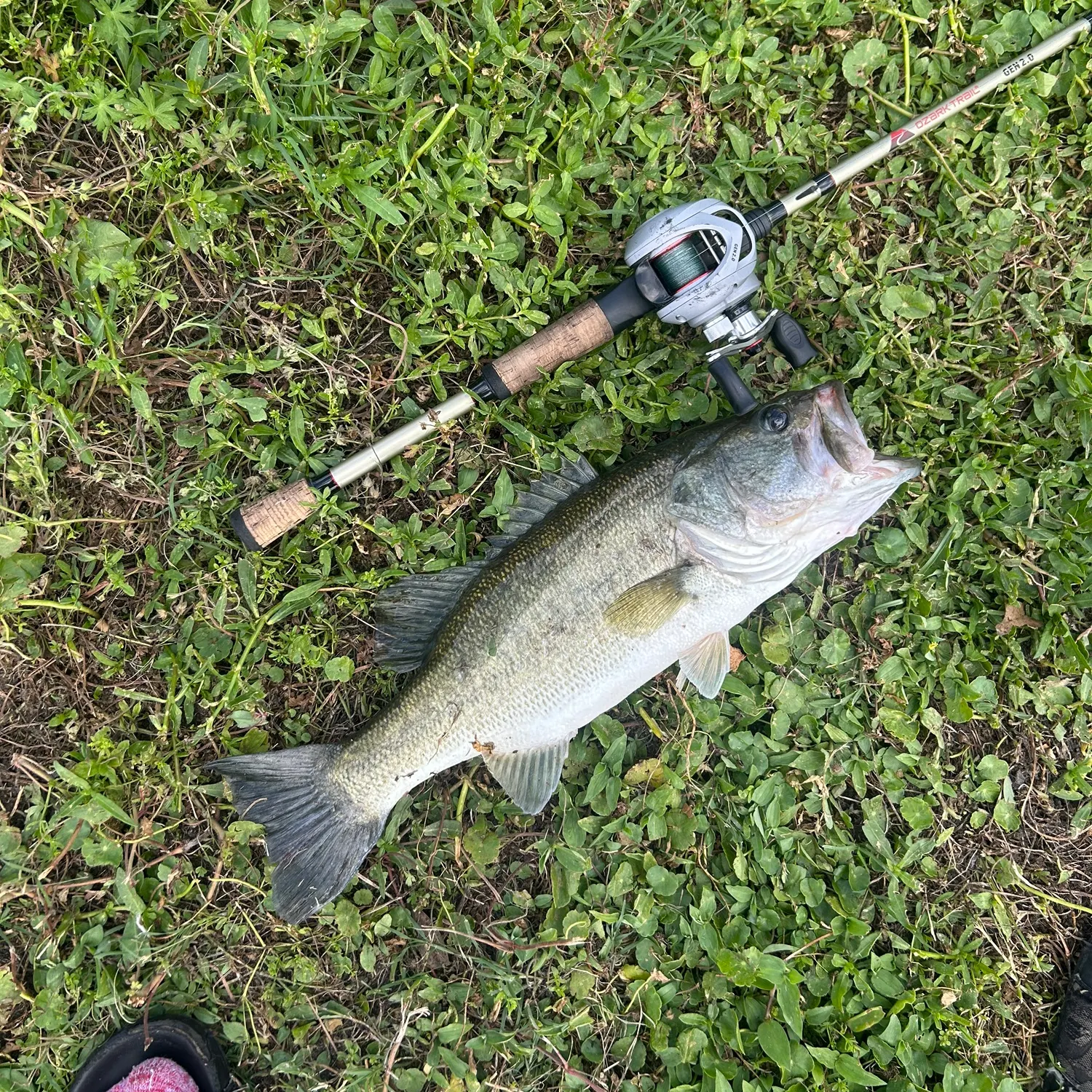ᐅ Tuscawilla Park Lake fishing reports🎣• Ocala, FL (United States) fishing