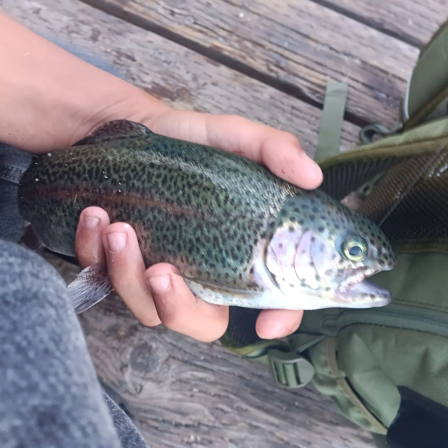 Rainbow trout caught on Fishbrain