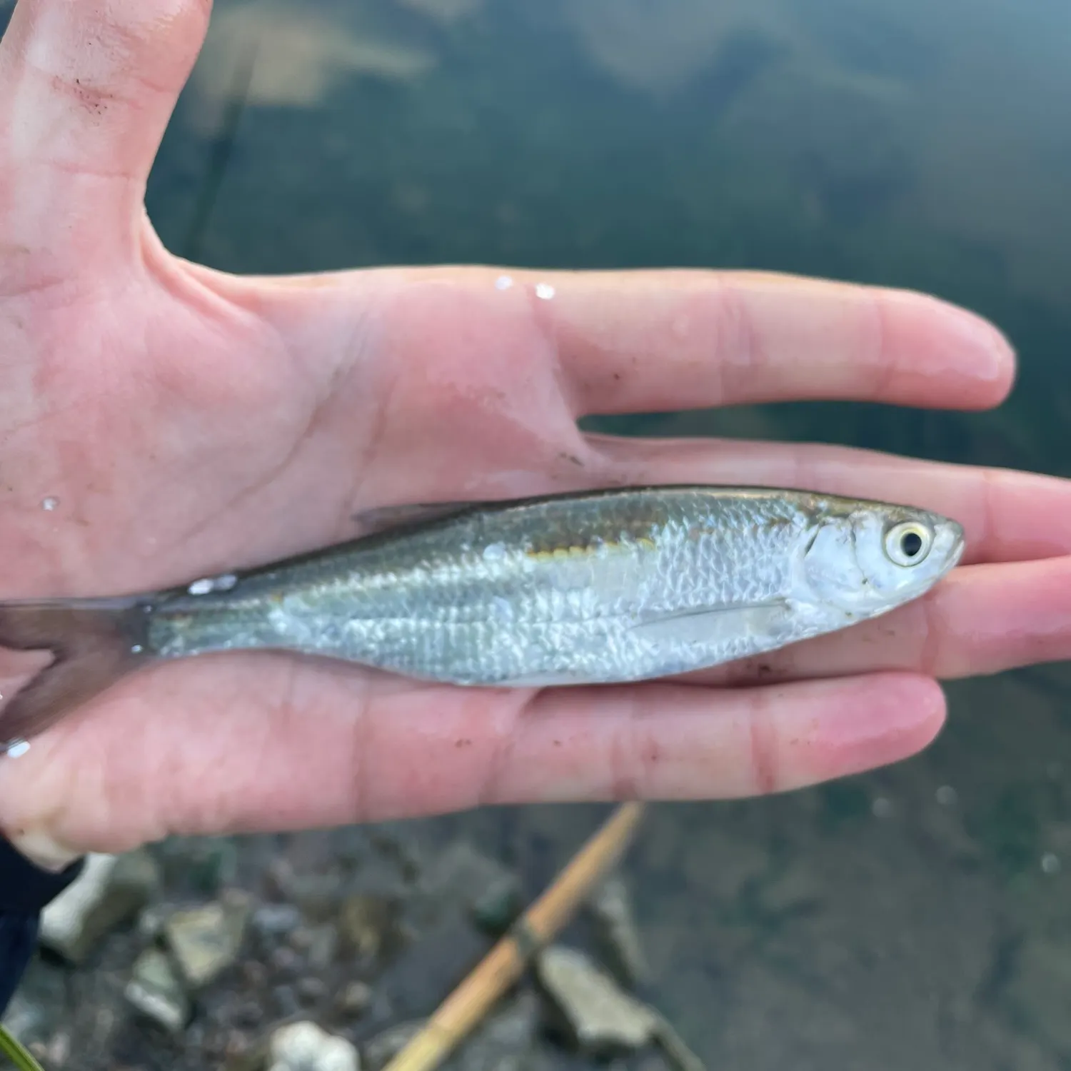 Common bleak caught on Fishbrain